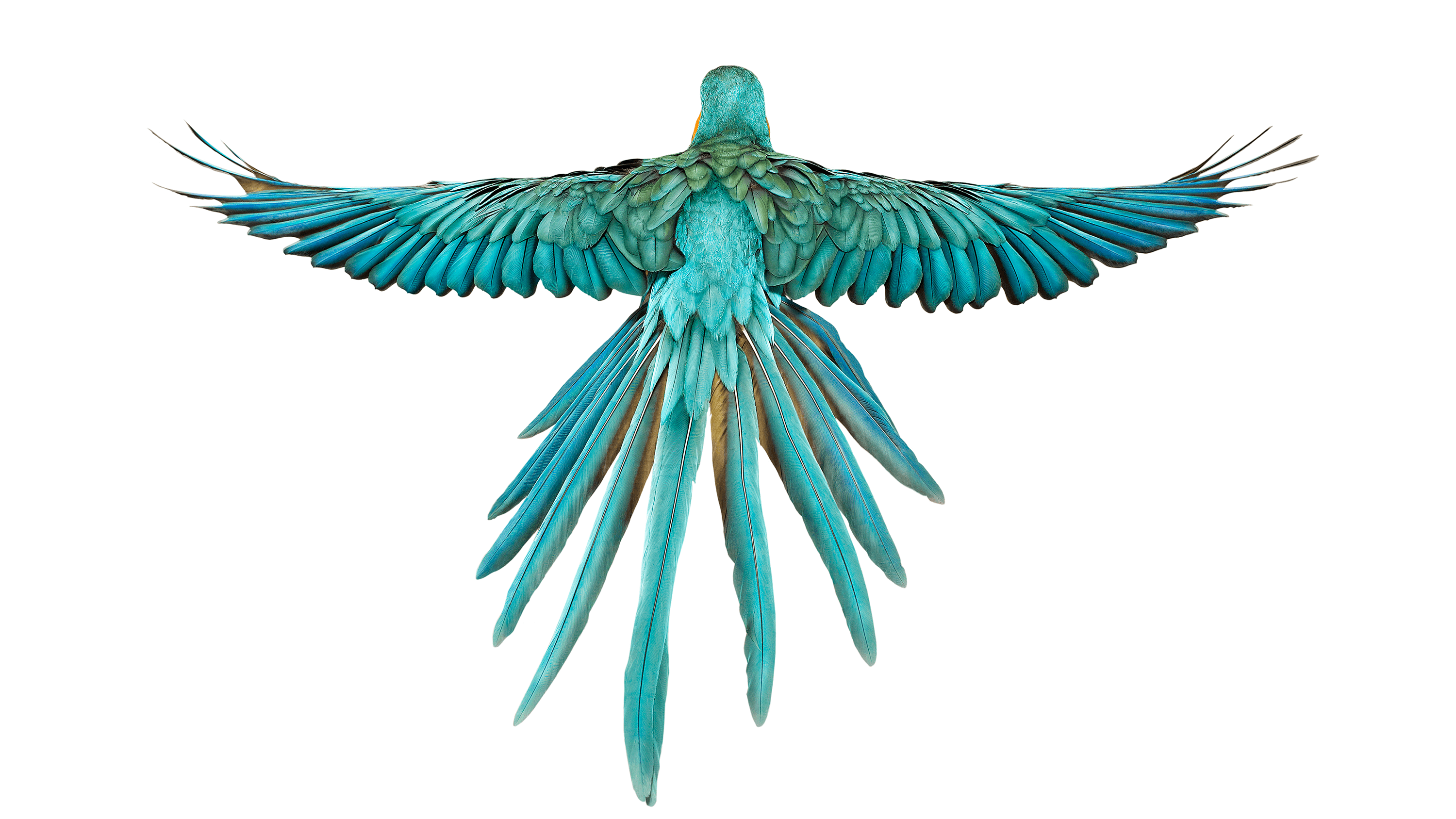 Andrew Zuckerman - Bird - 3