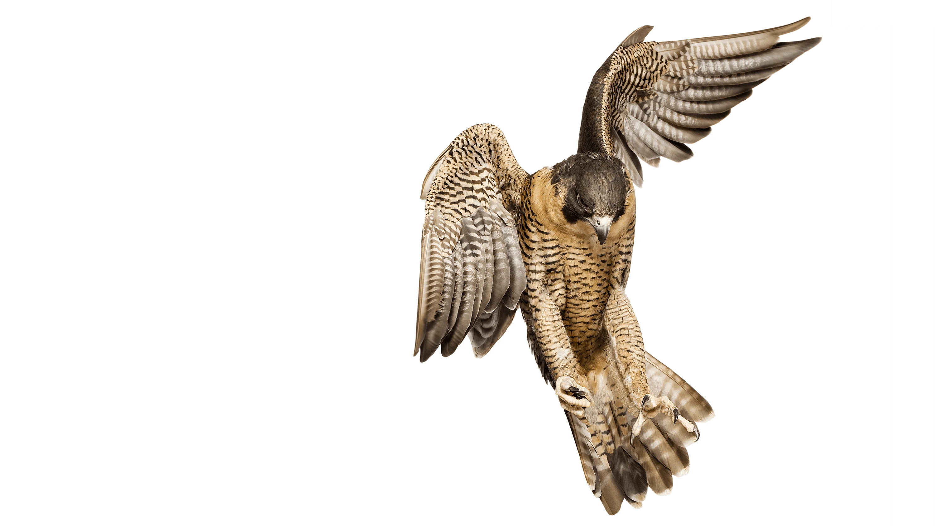 Andrew Zuckerman - Bird - 29