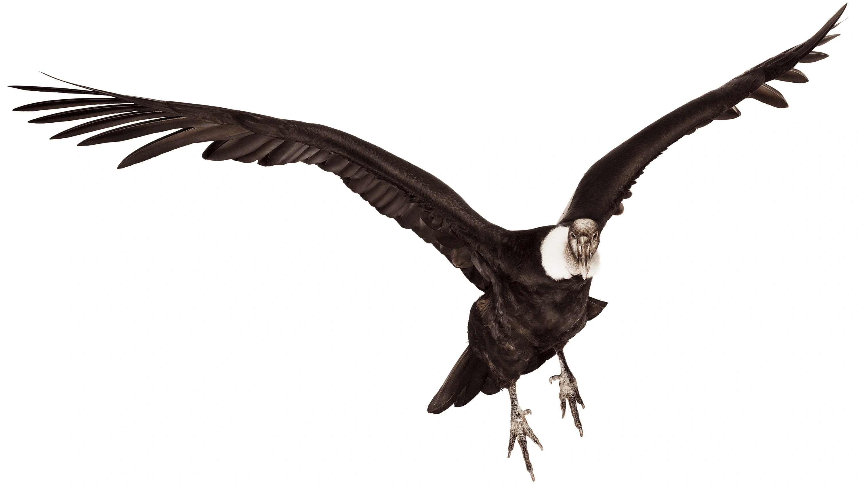 Andrew Zuckerman - Bird - 15