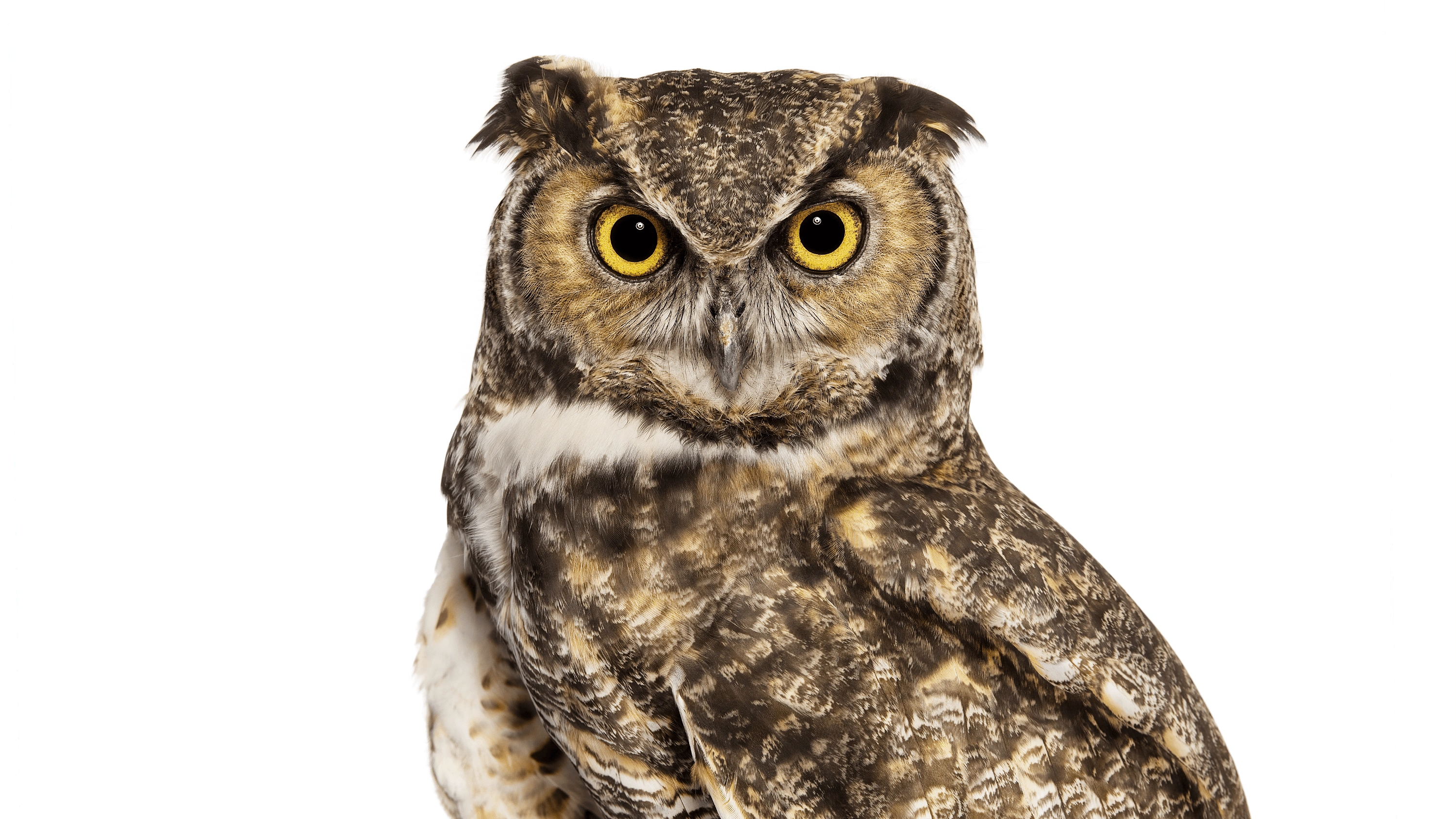 Andrew Zuckerman - Bird - 26