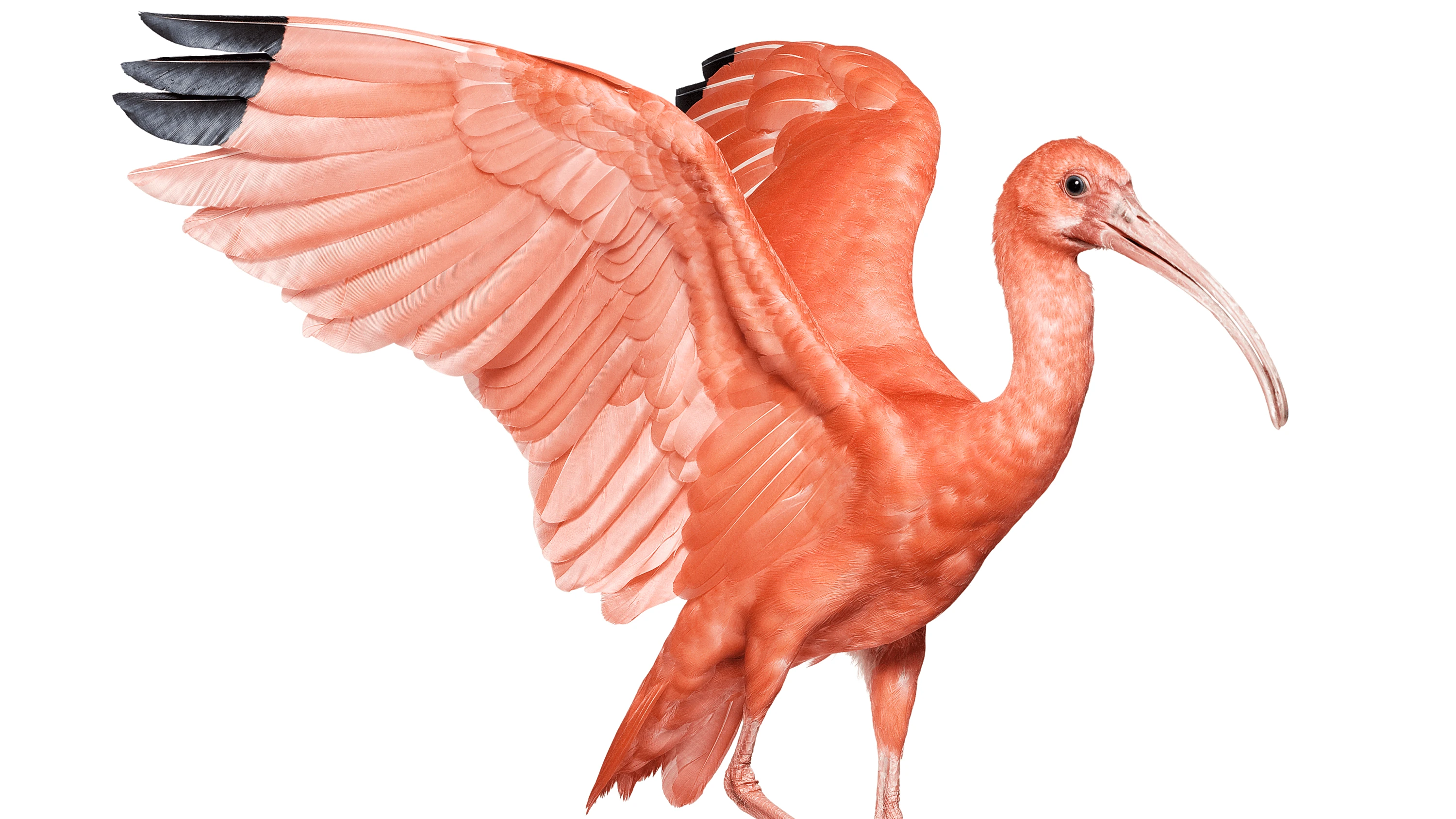 Andrew Zuckerman - Bird - 25