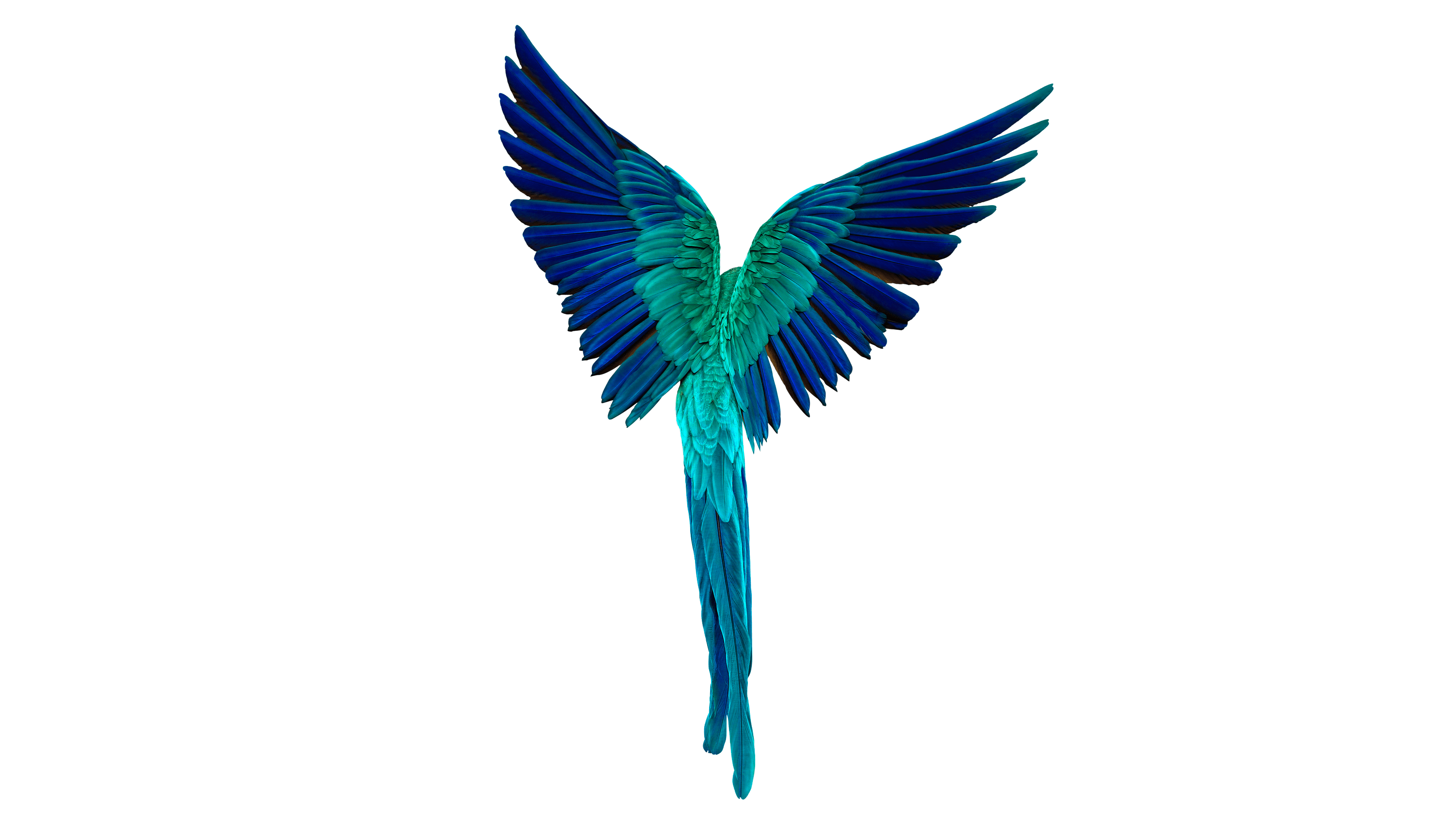 Andrew Zuckerman - Bird - 31