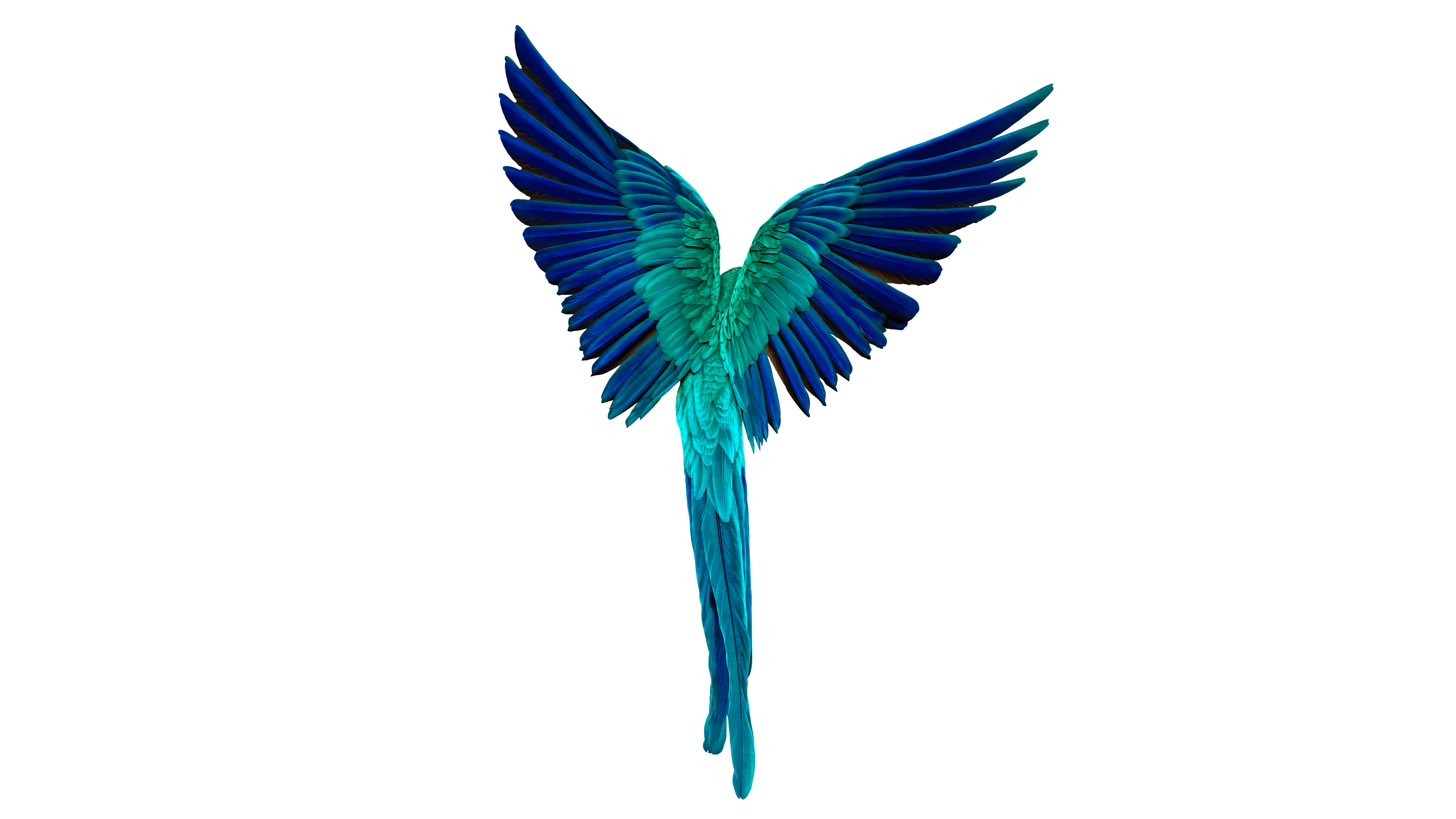 Andrew Zuckerman - Bird - 31