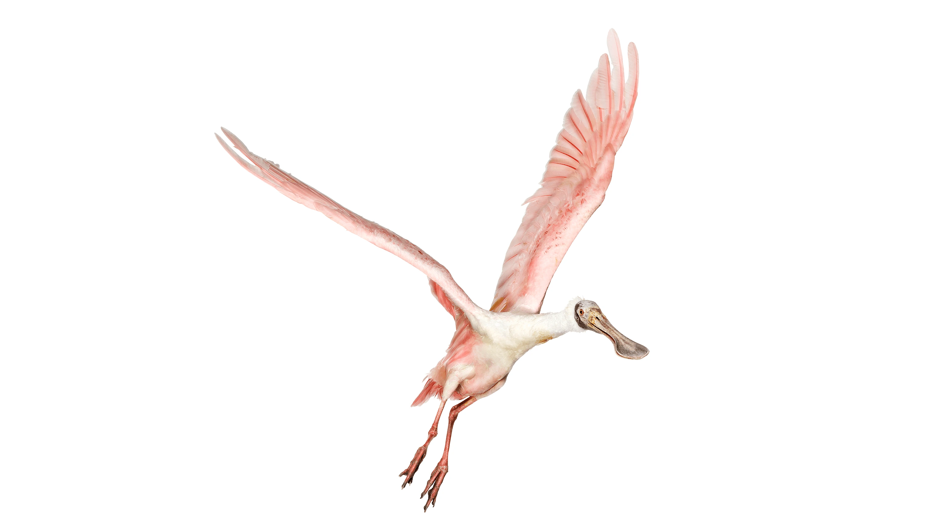 Andrew Zuckerman - Bird - 36