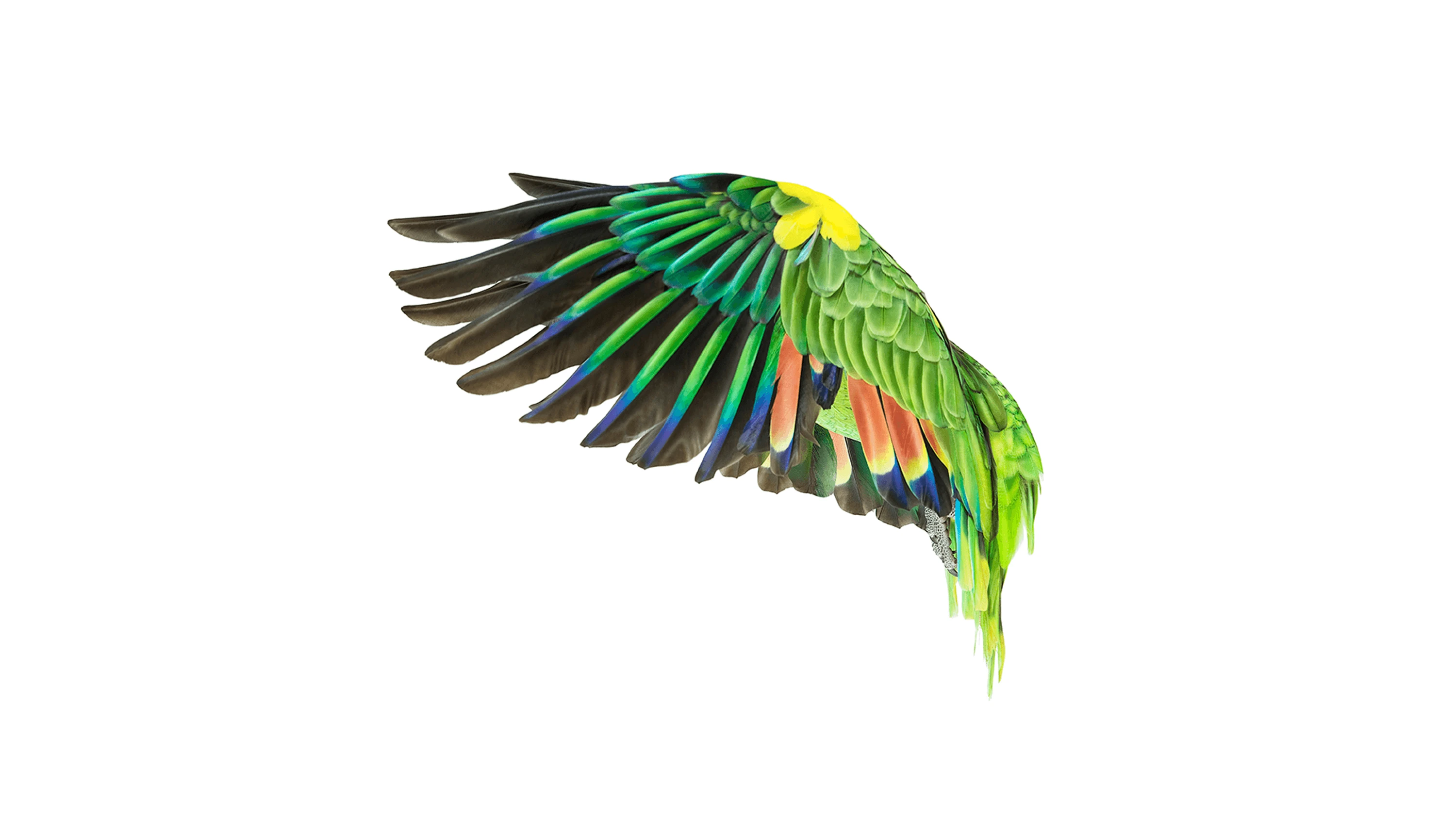 Andrew Zuckerman - Bird - 67