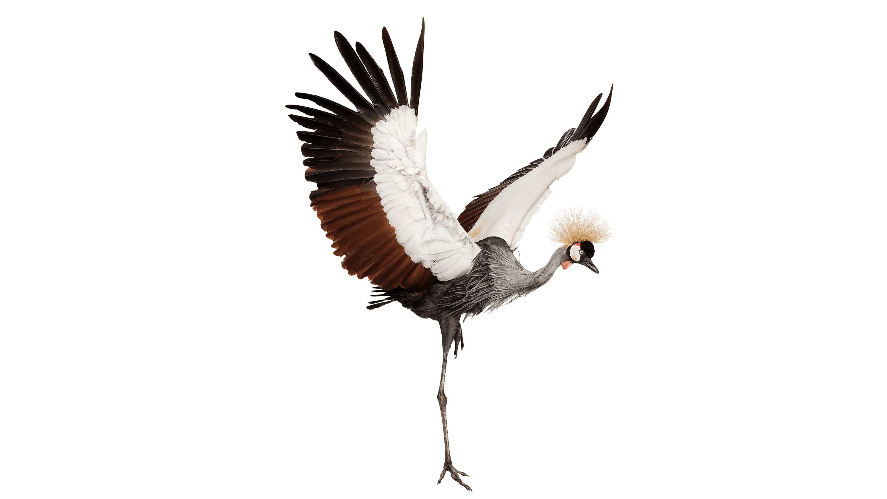 Andrew Zuckerman - Bird - 54