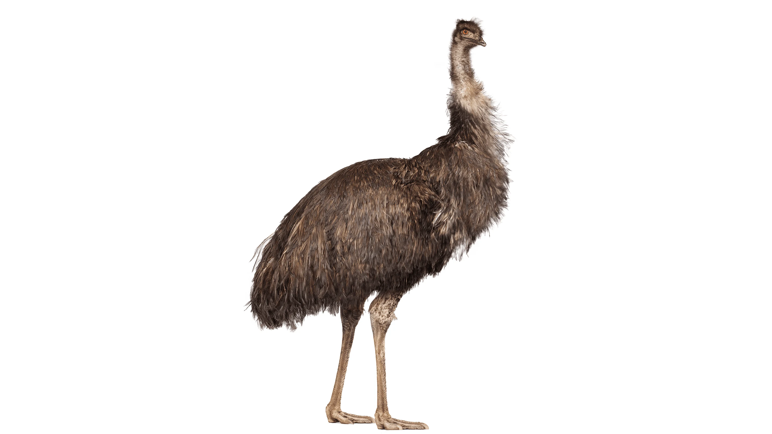 Andrew Zuckerman - Bird - 63