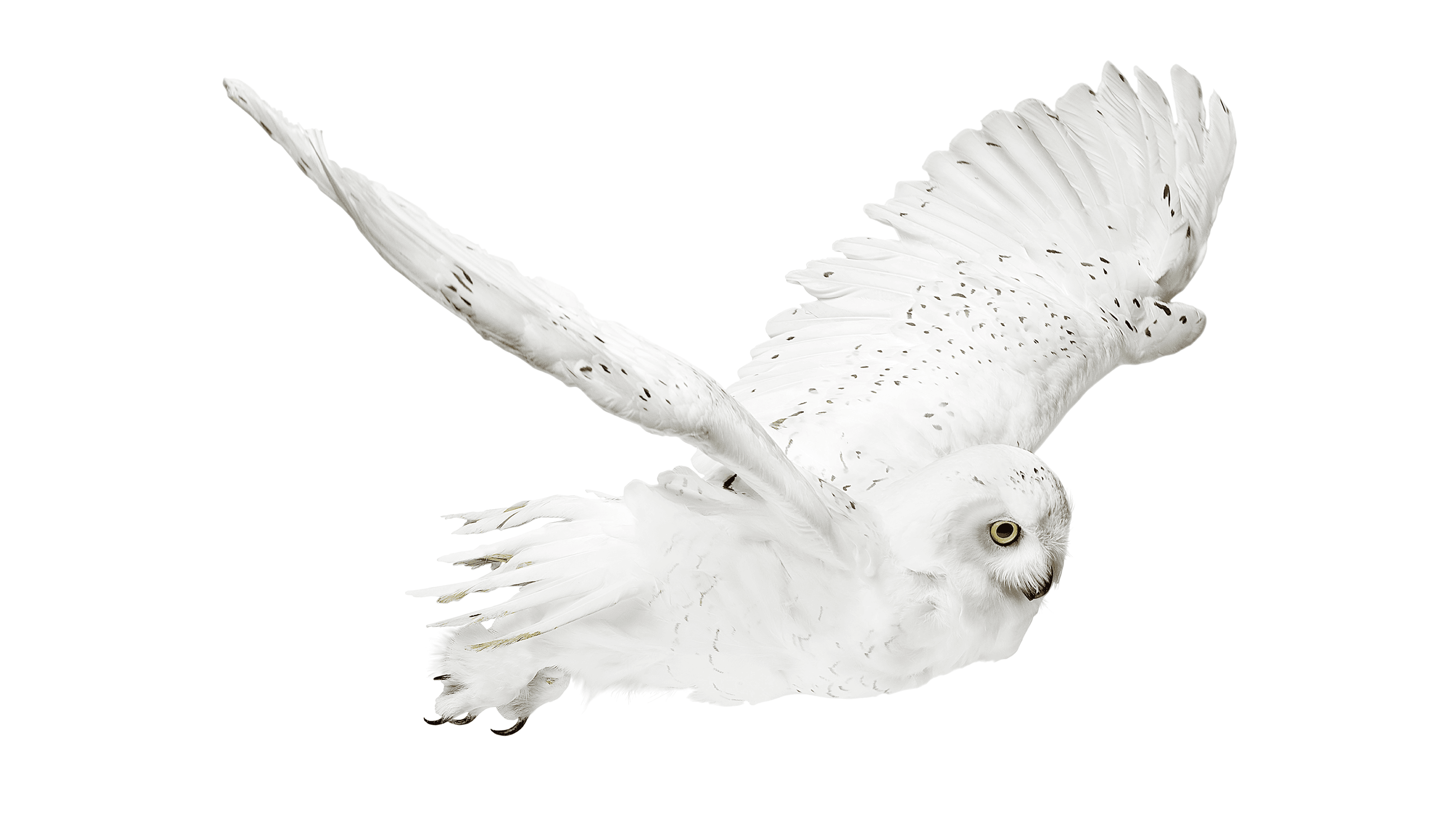 Andrew Zuckerman - Bird - 0