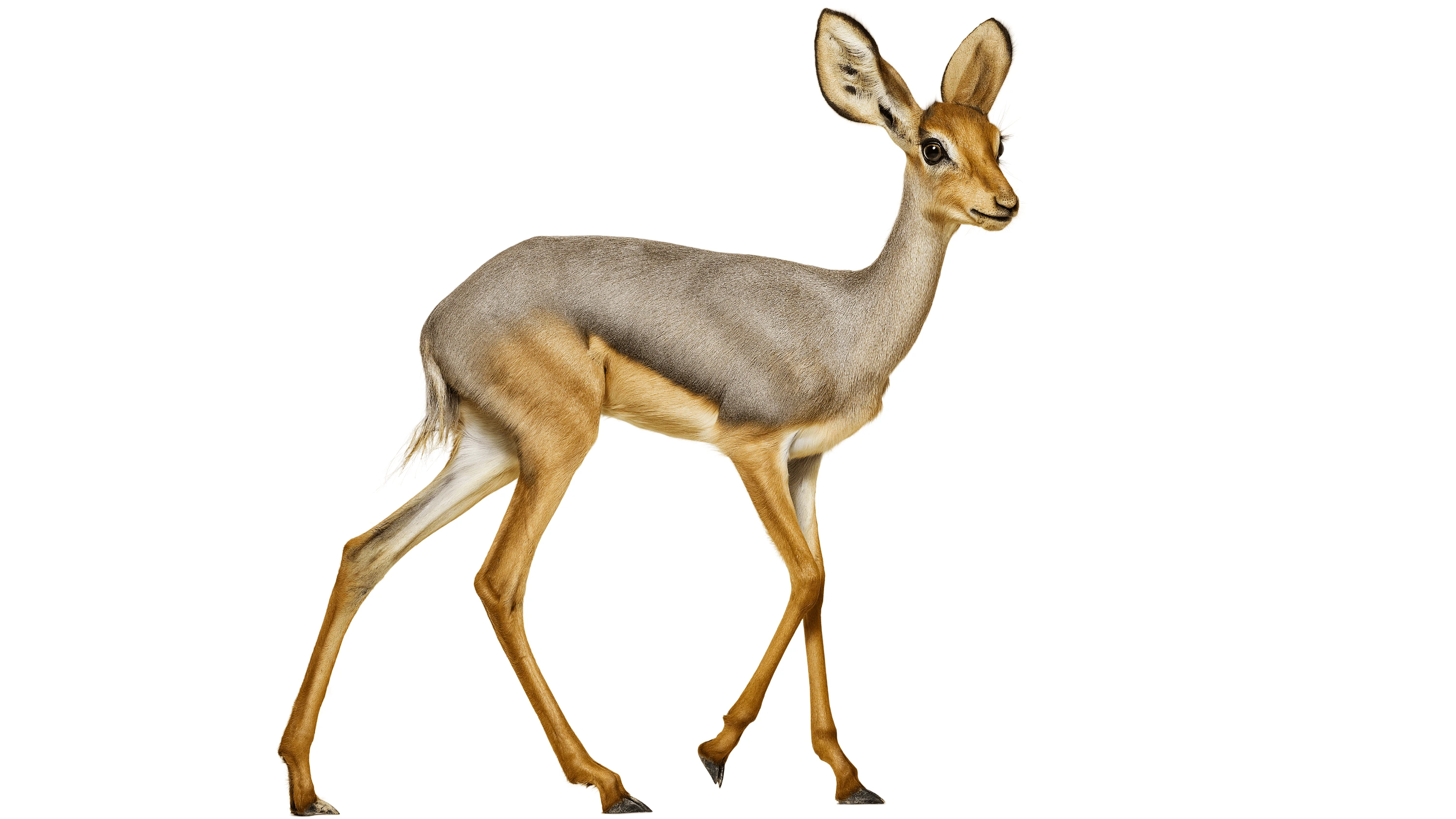 Andrew Zuckerman - Creature - 11