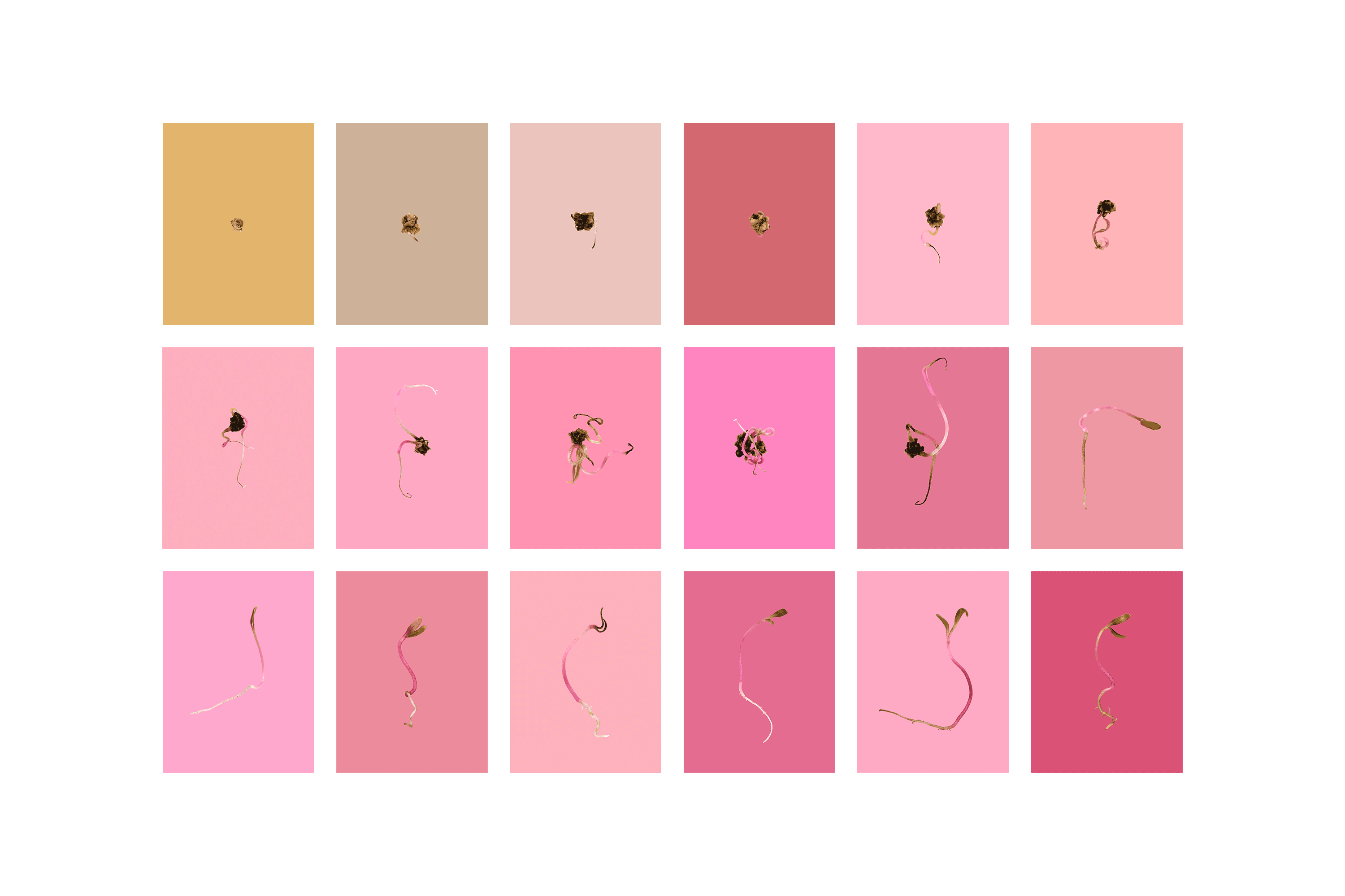 Andrew Zuckerman - Seed - 36
