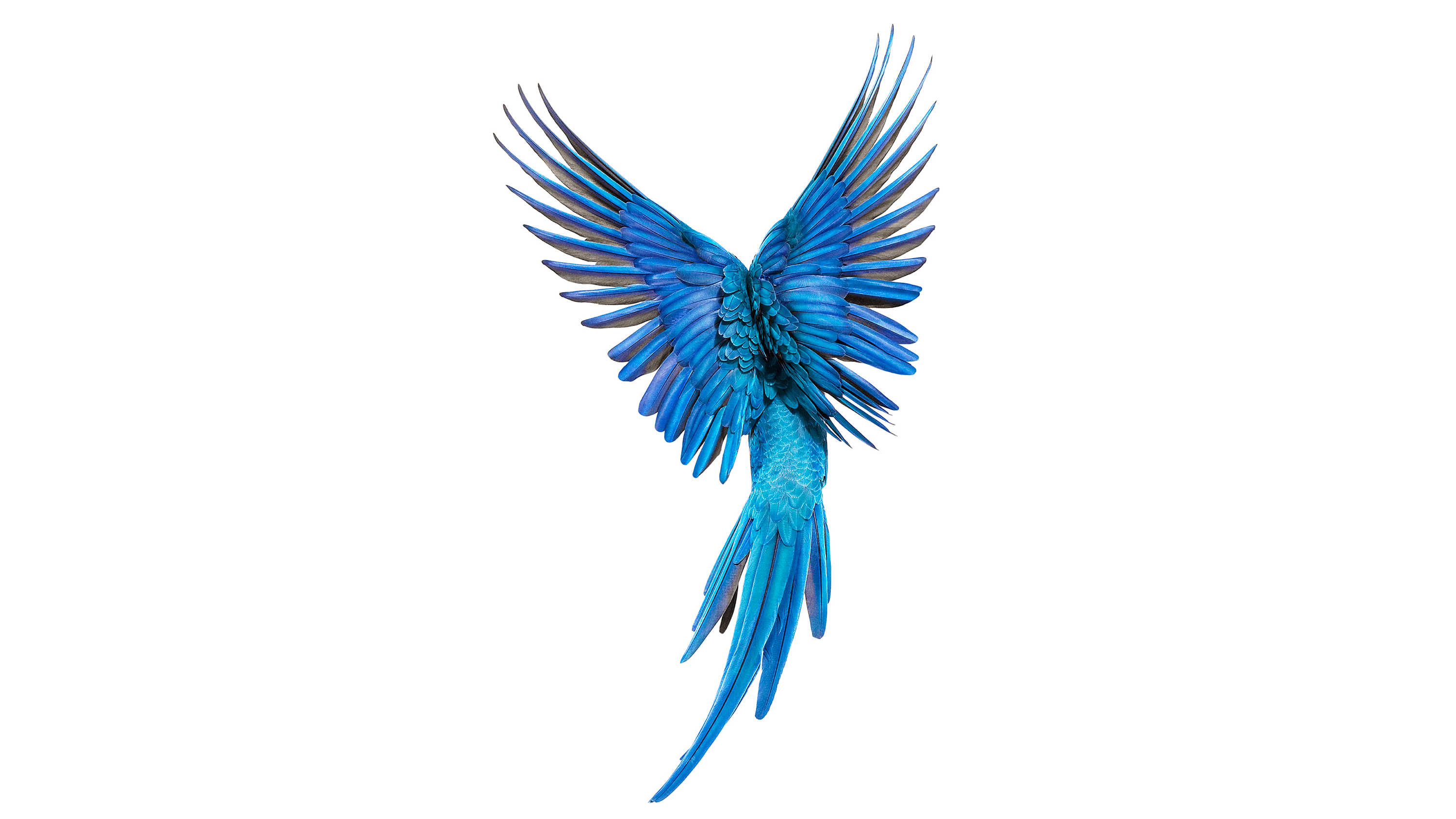 Andrew Zuckerman - Bird - 64