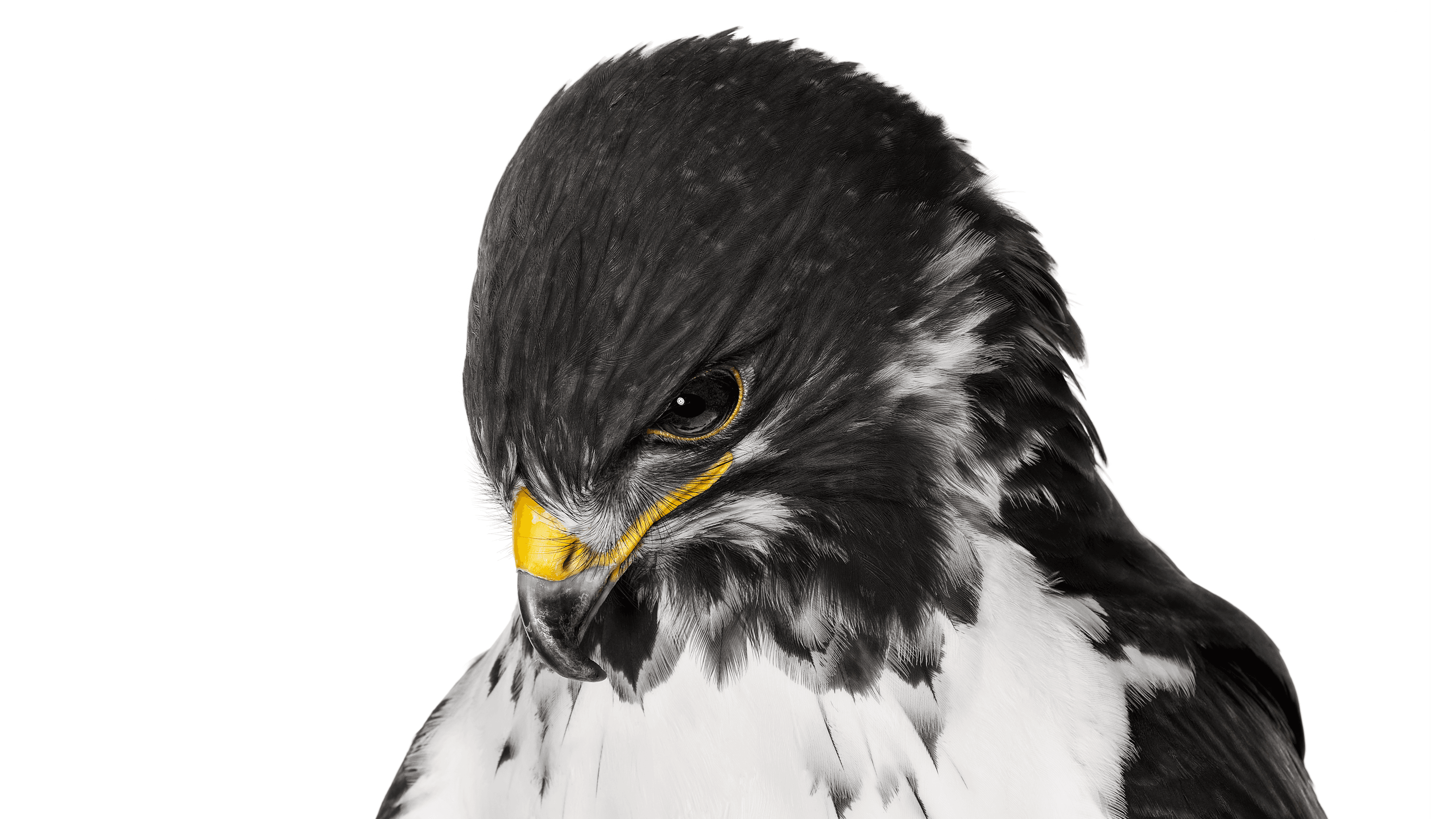 Andrew Zuckerman - Bird - 9
