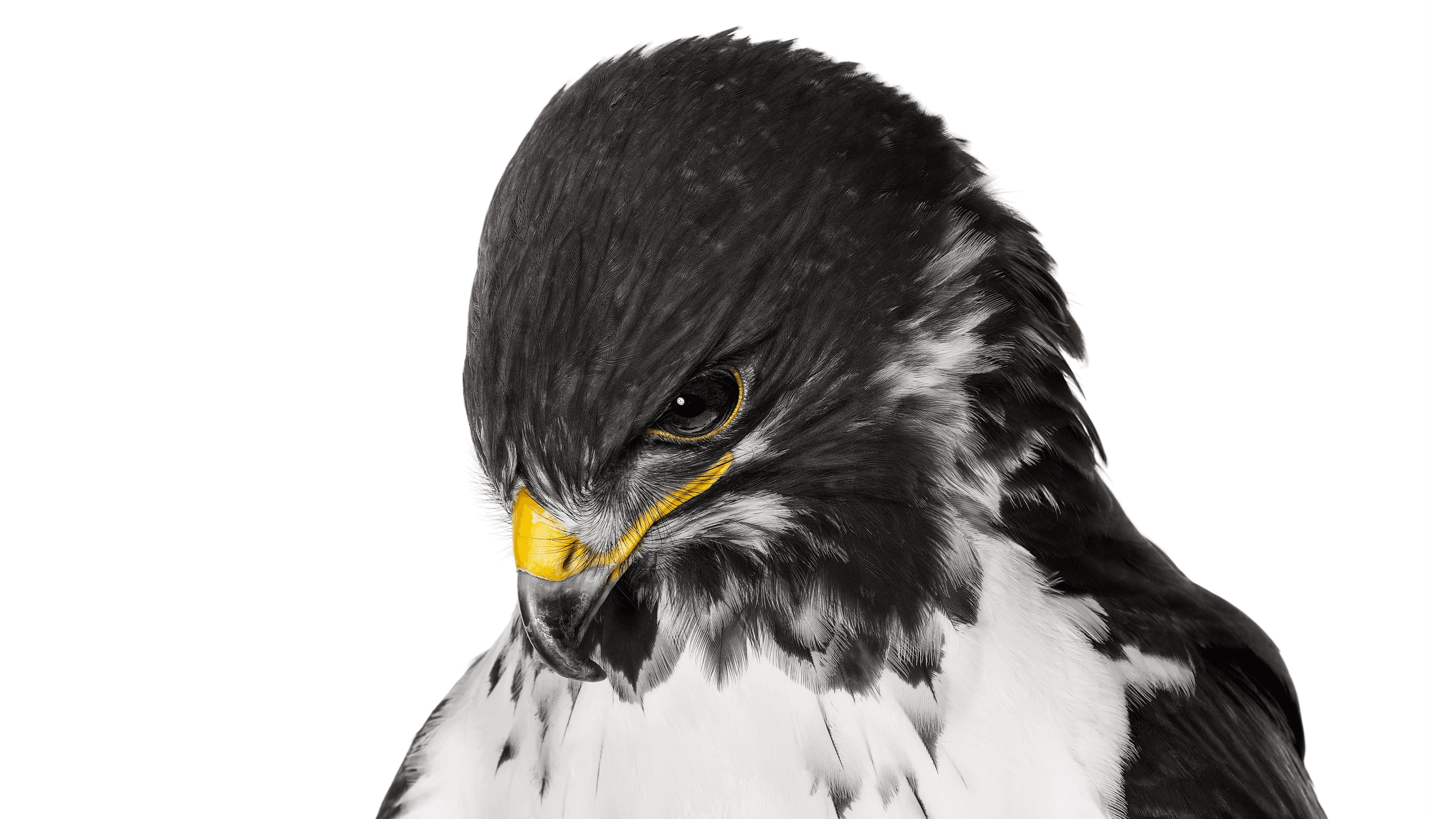 Andrew Zuckerman - Bird - 9