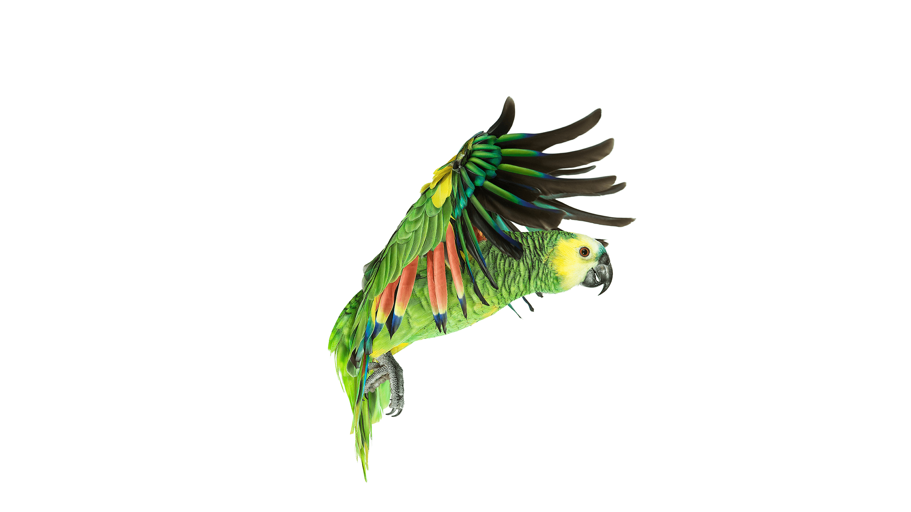 Andrew Zuckerman - Bird - 66