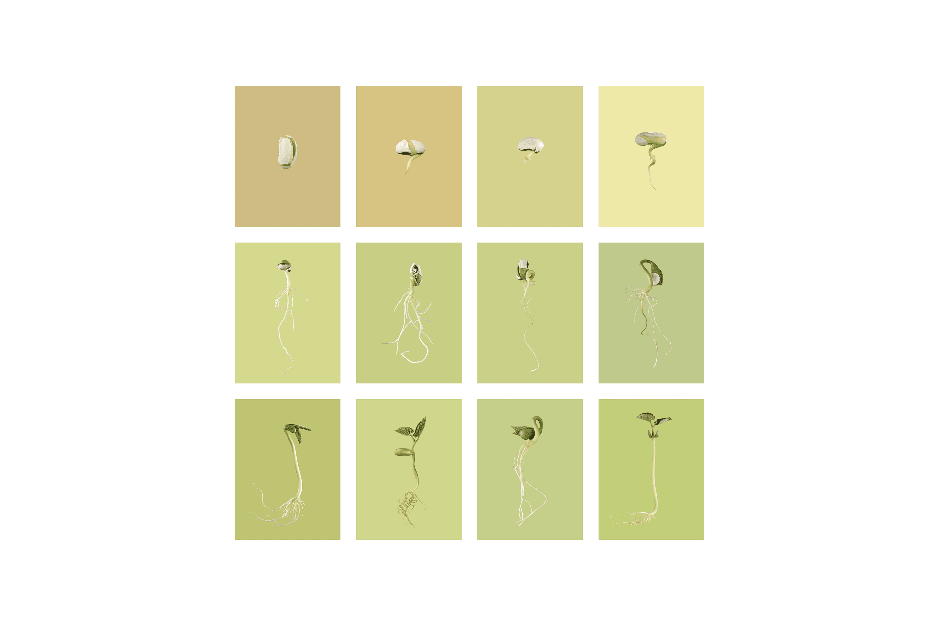 Andrew Zuckerman - Seed - 32