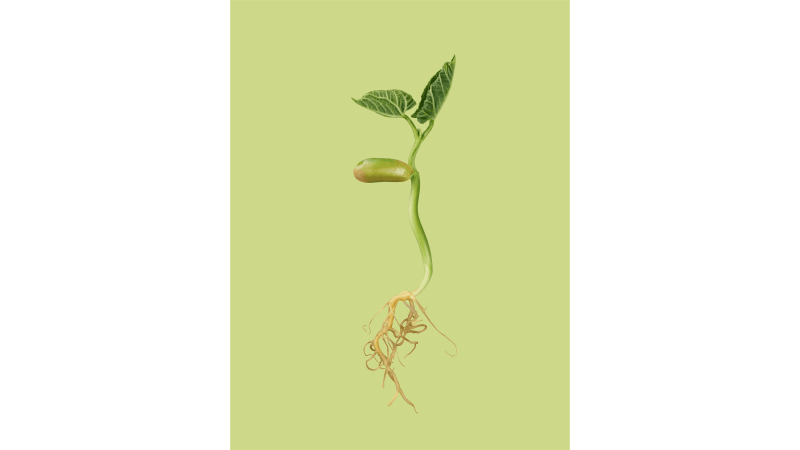 Seed