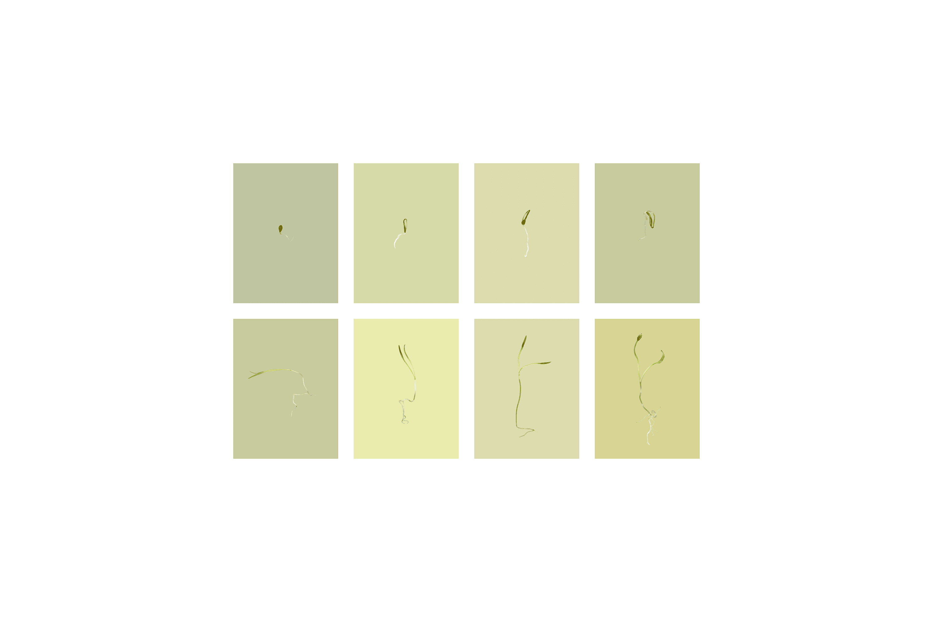 Andrew Zuckerman - Seed - 24