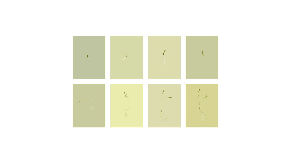 Andrew Zuckerman - Seed - 23