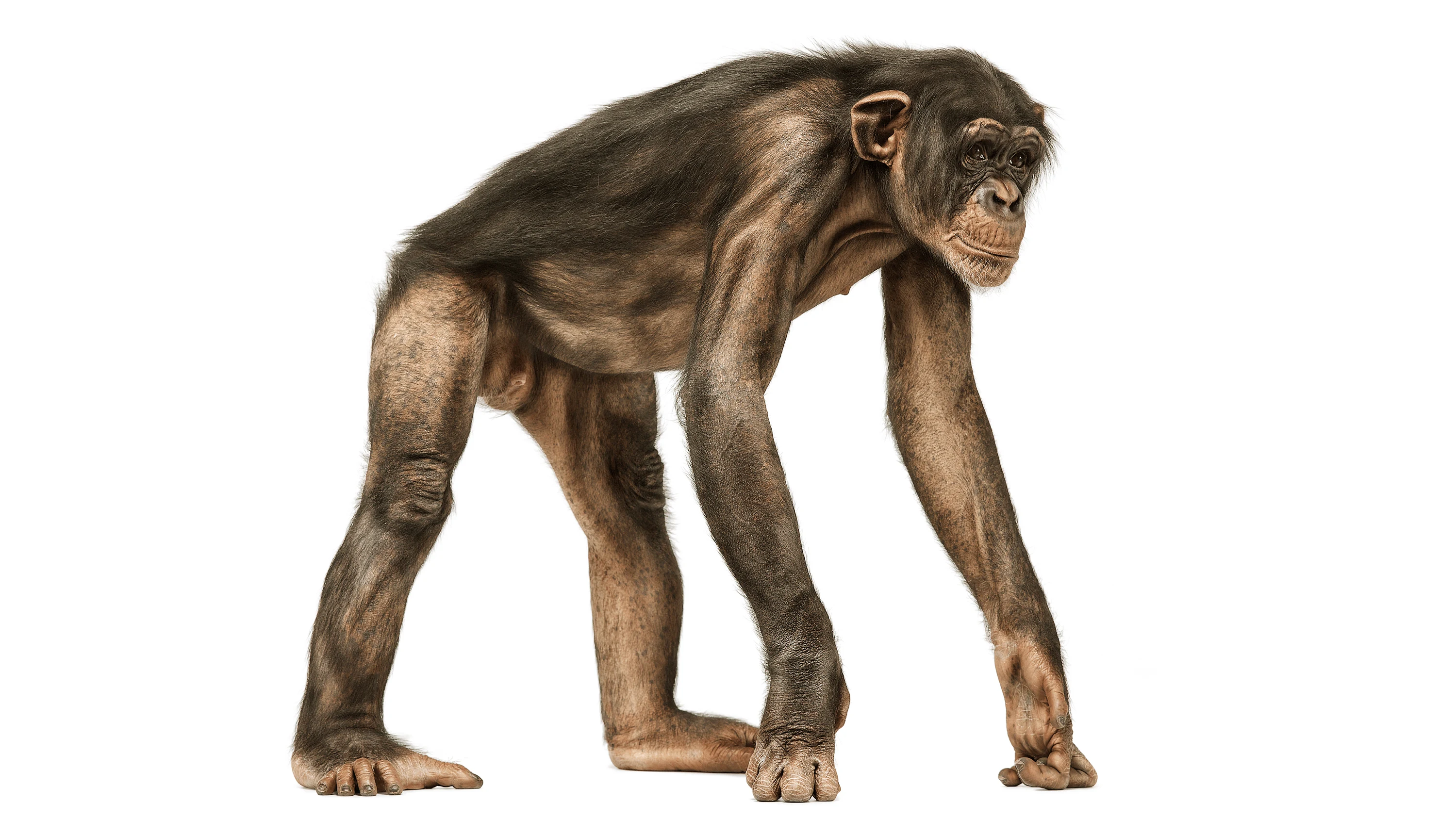 Andrew Zuckerman - Creature - 26