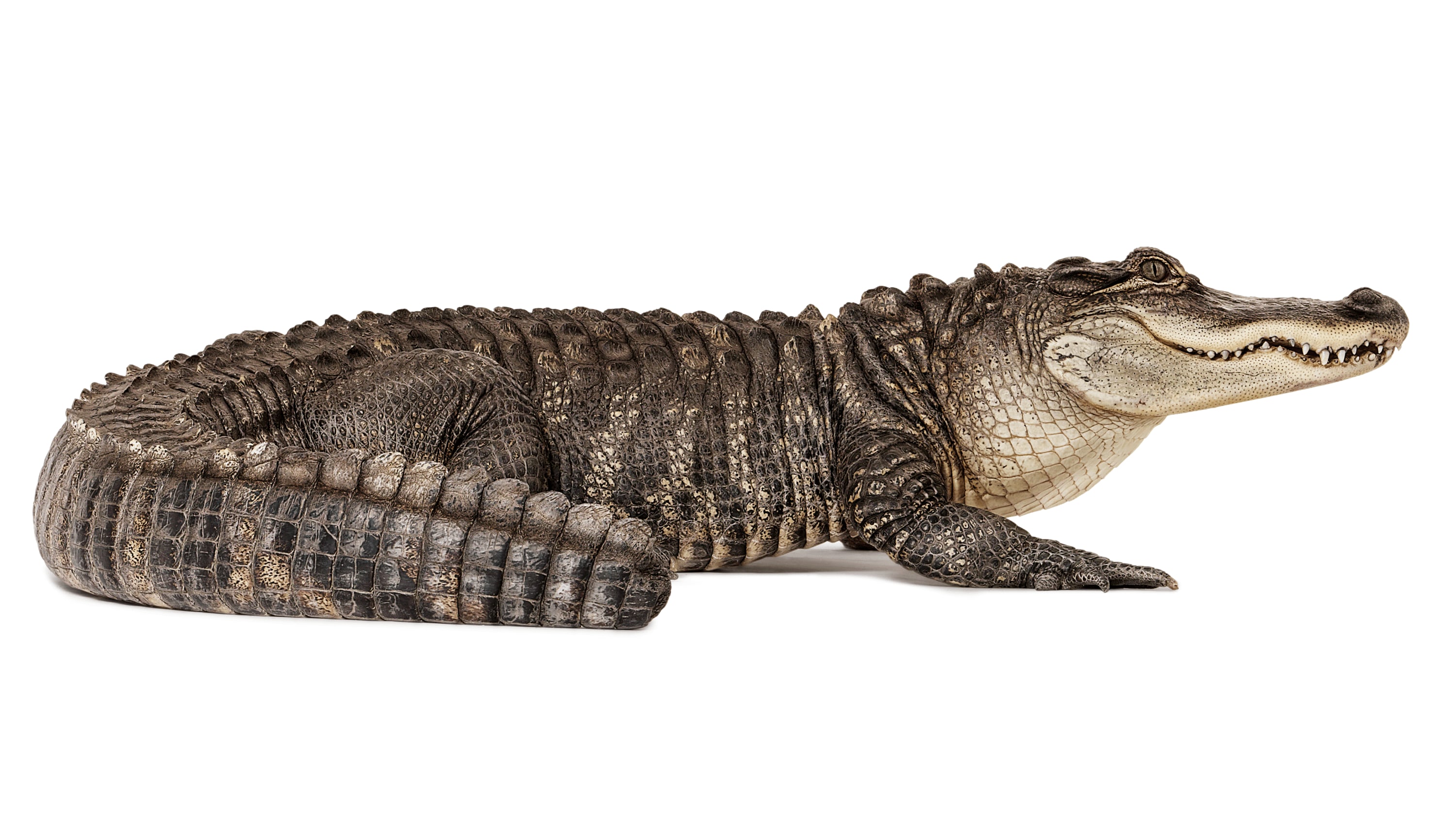 Andrew Zuckerman - Creature - 53