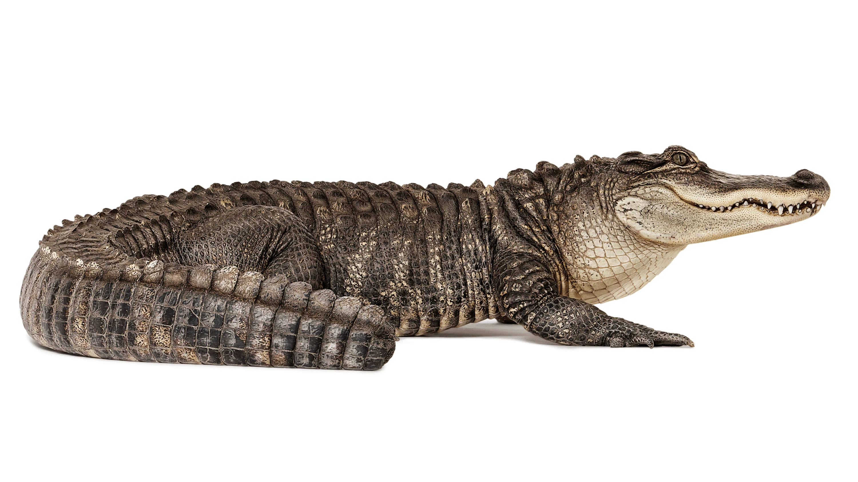 Andrew Zuckerman - Creature - 54