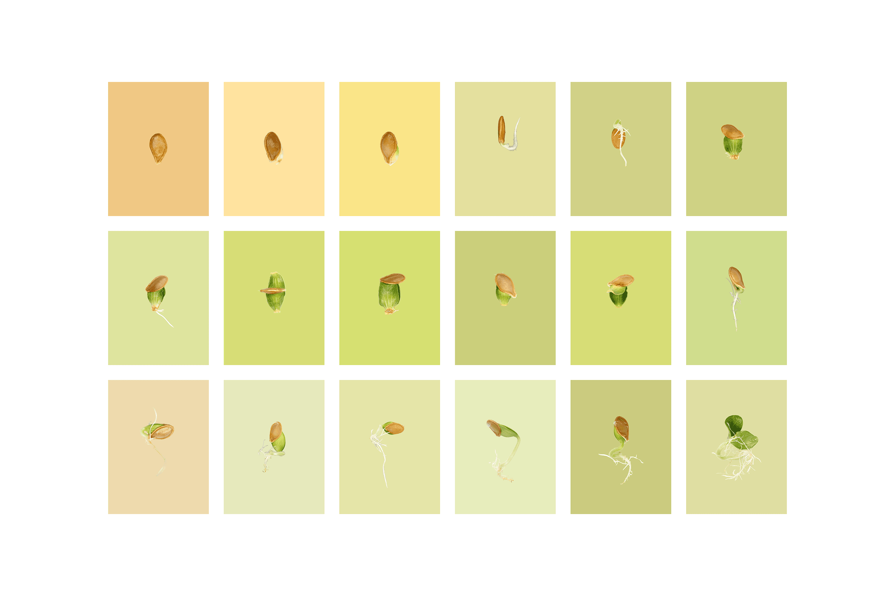 Andrew Zuckerman - Seed - 4