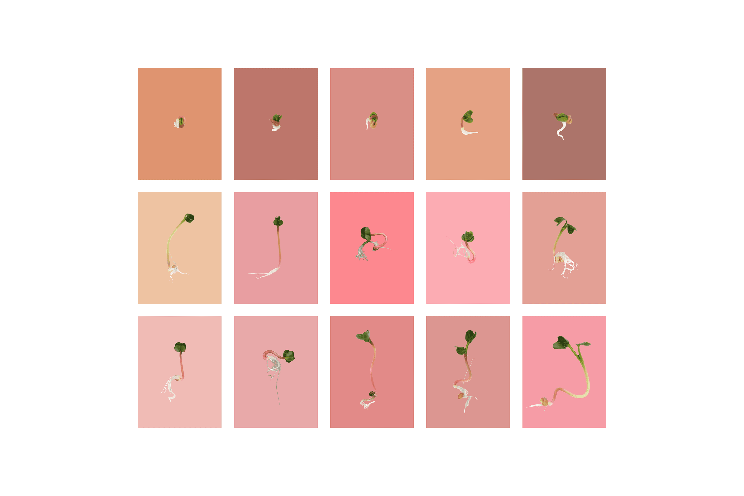 Andrew Zuckerman - Seed - 44