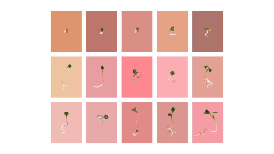 Andrew Zuckerman - Seed - 43
