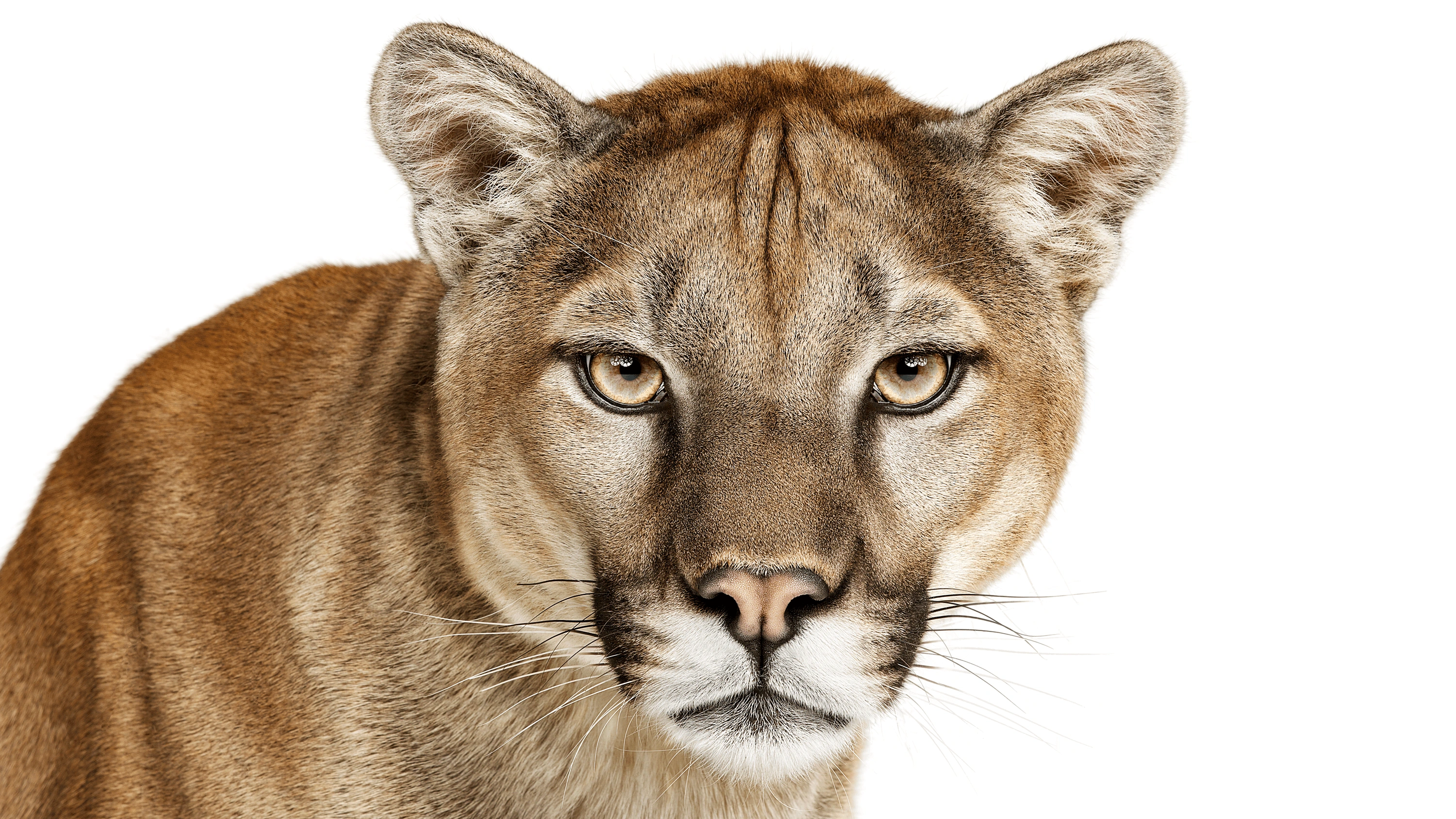 Andrew Zuckerman - Creature - 46