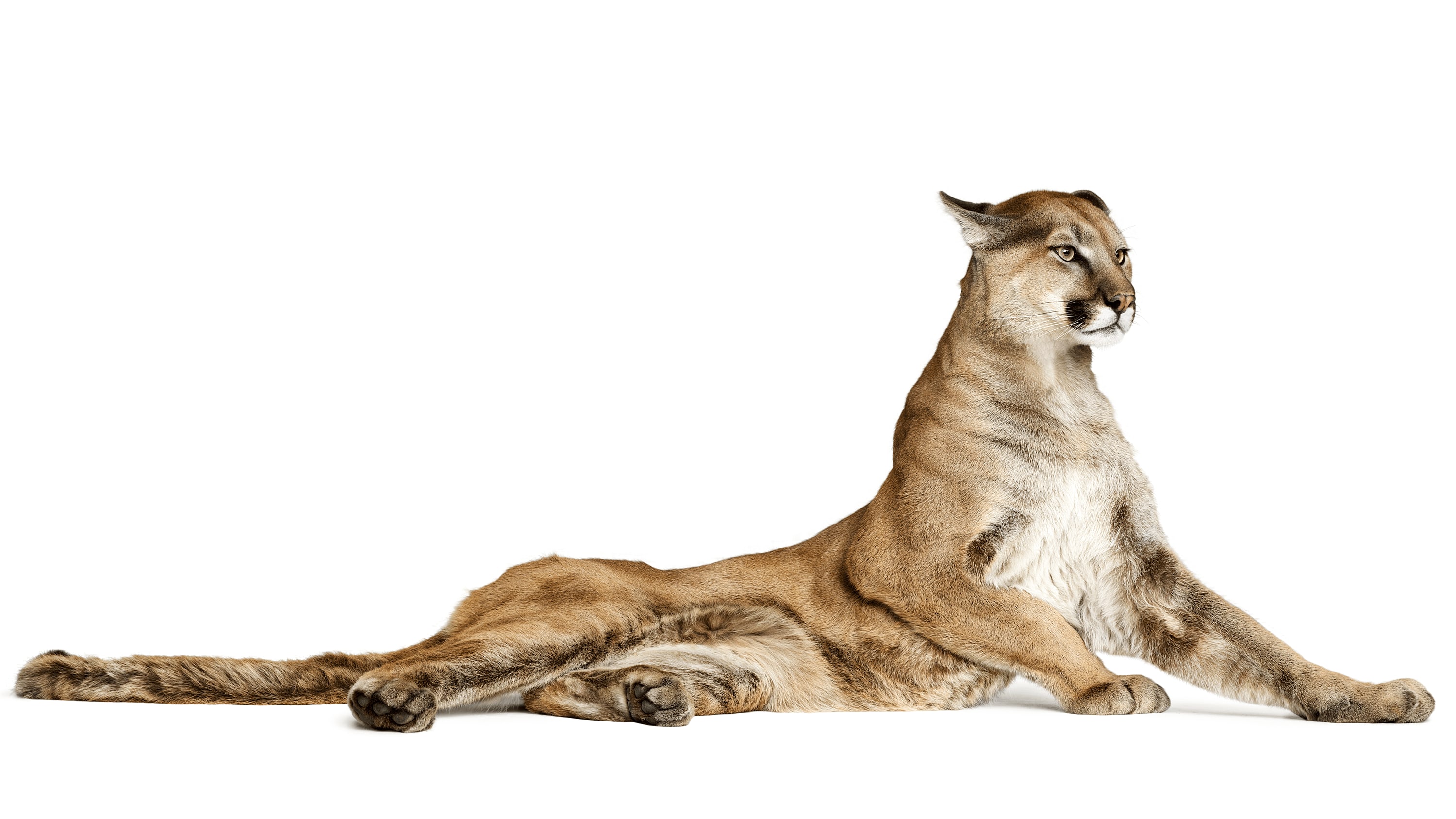 Andrew Zuckerman - Creature - 8