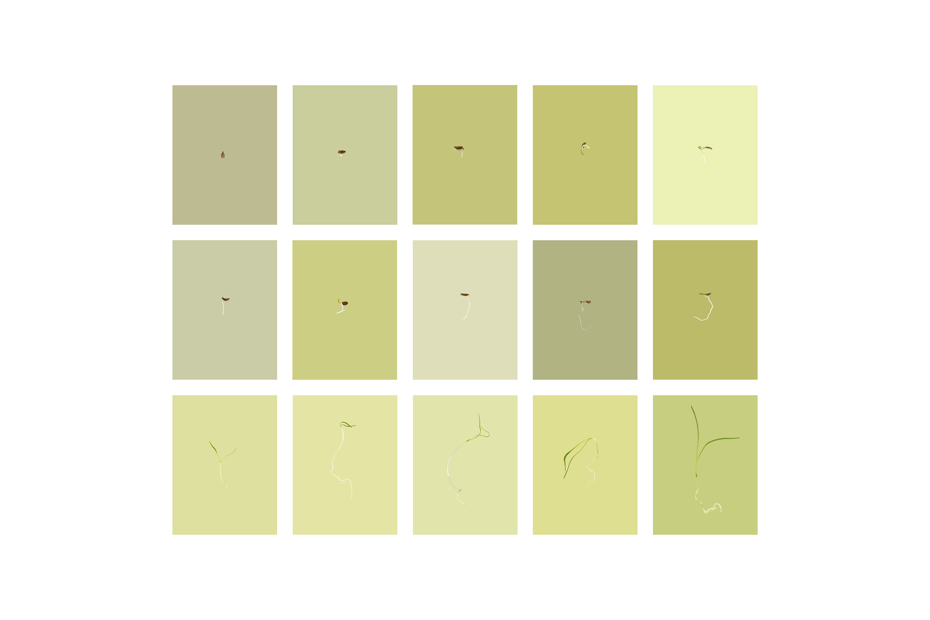 Andrew Zuckerman - Seed - 40