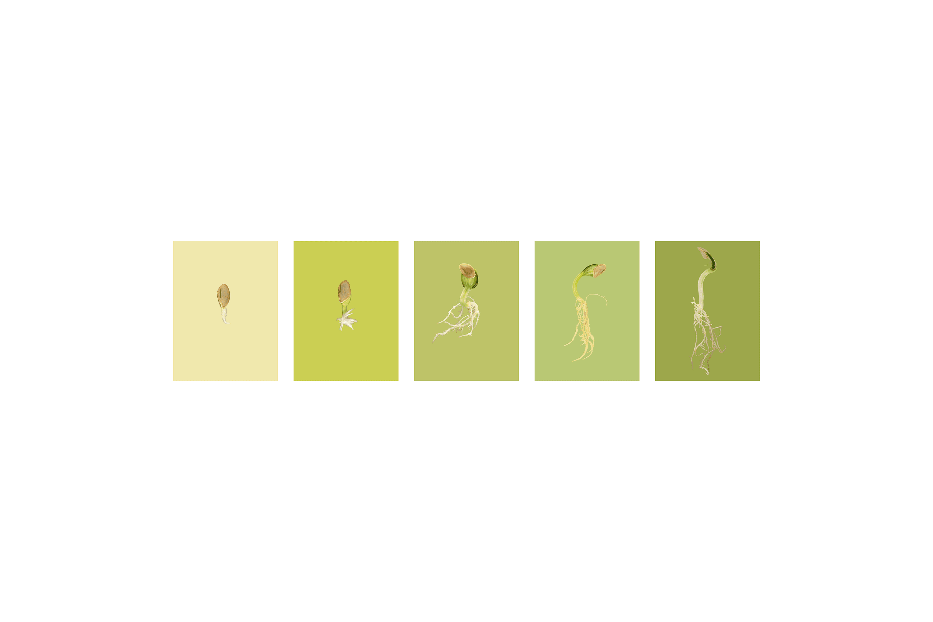 Andrew Zuckerman - Seed - 22