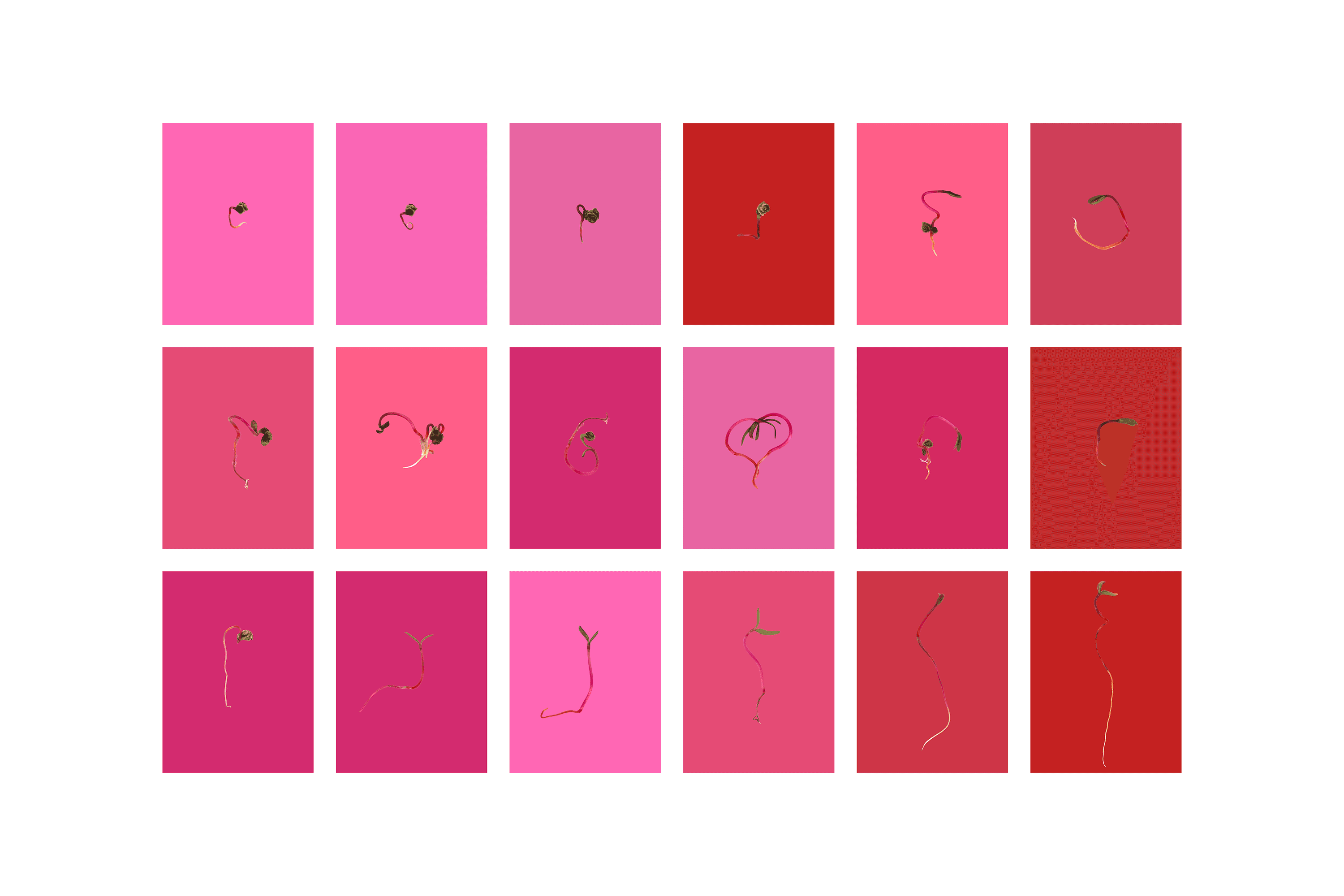 Andrew Zuckerman - Seed - 15