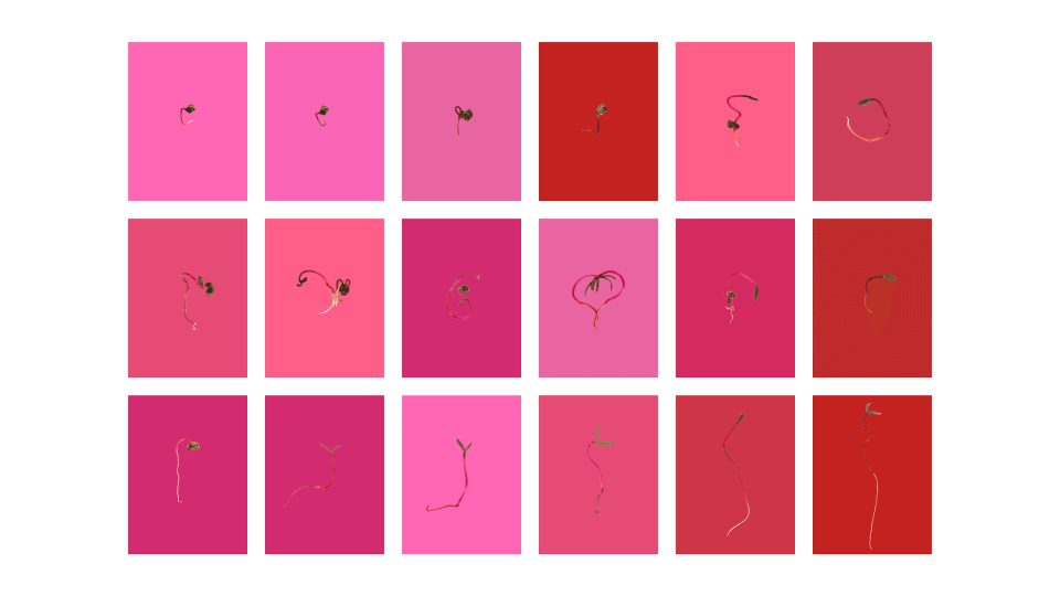 Andrew Zuckerman - Seed - 15