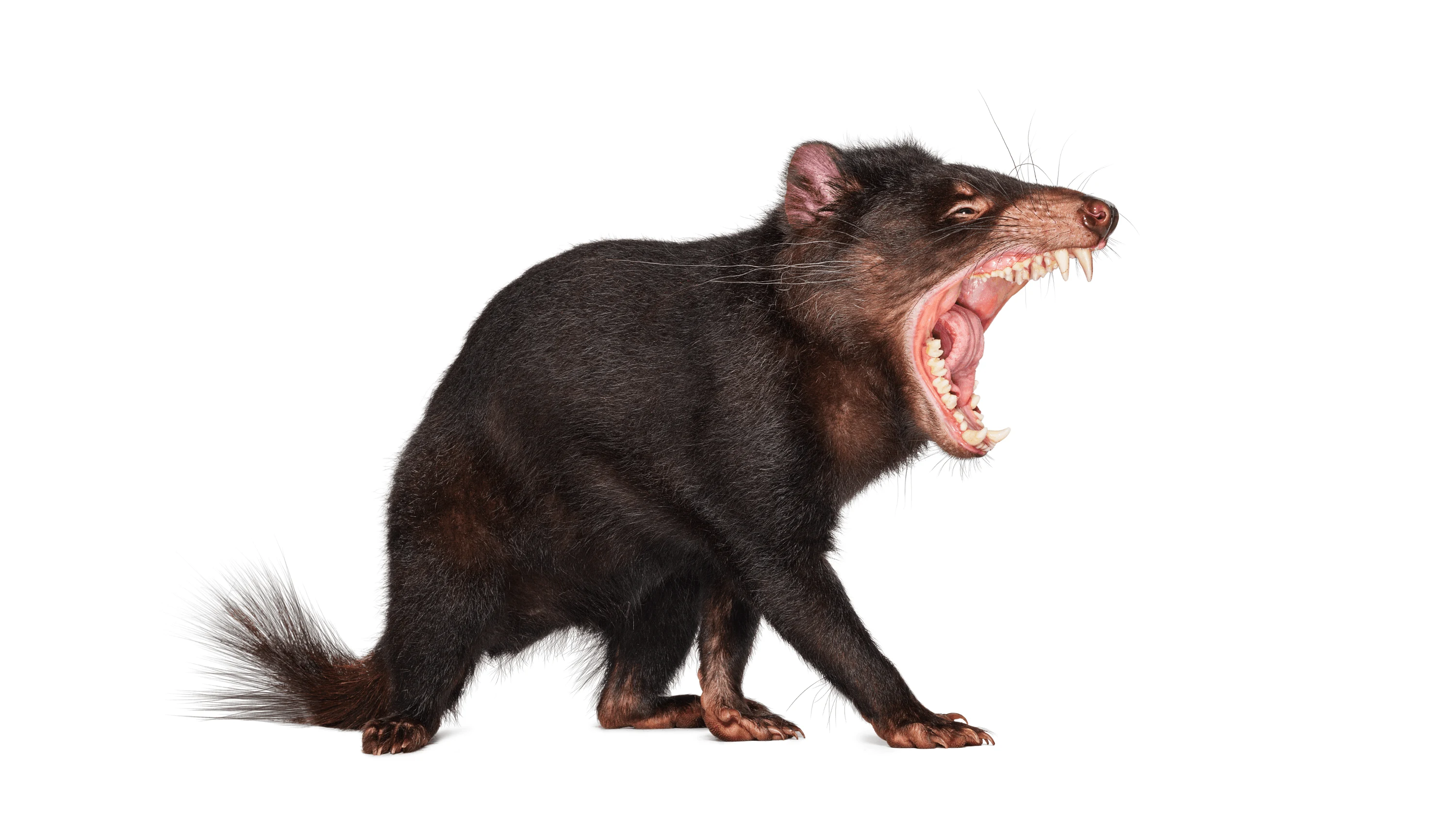 Andrew Zuckerman - Creature - 20