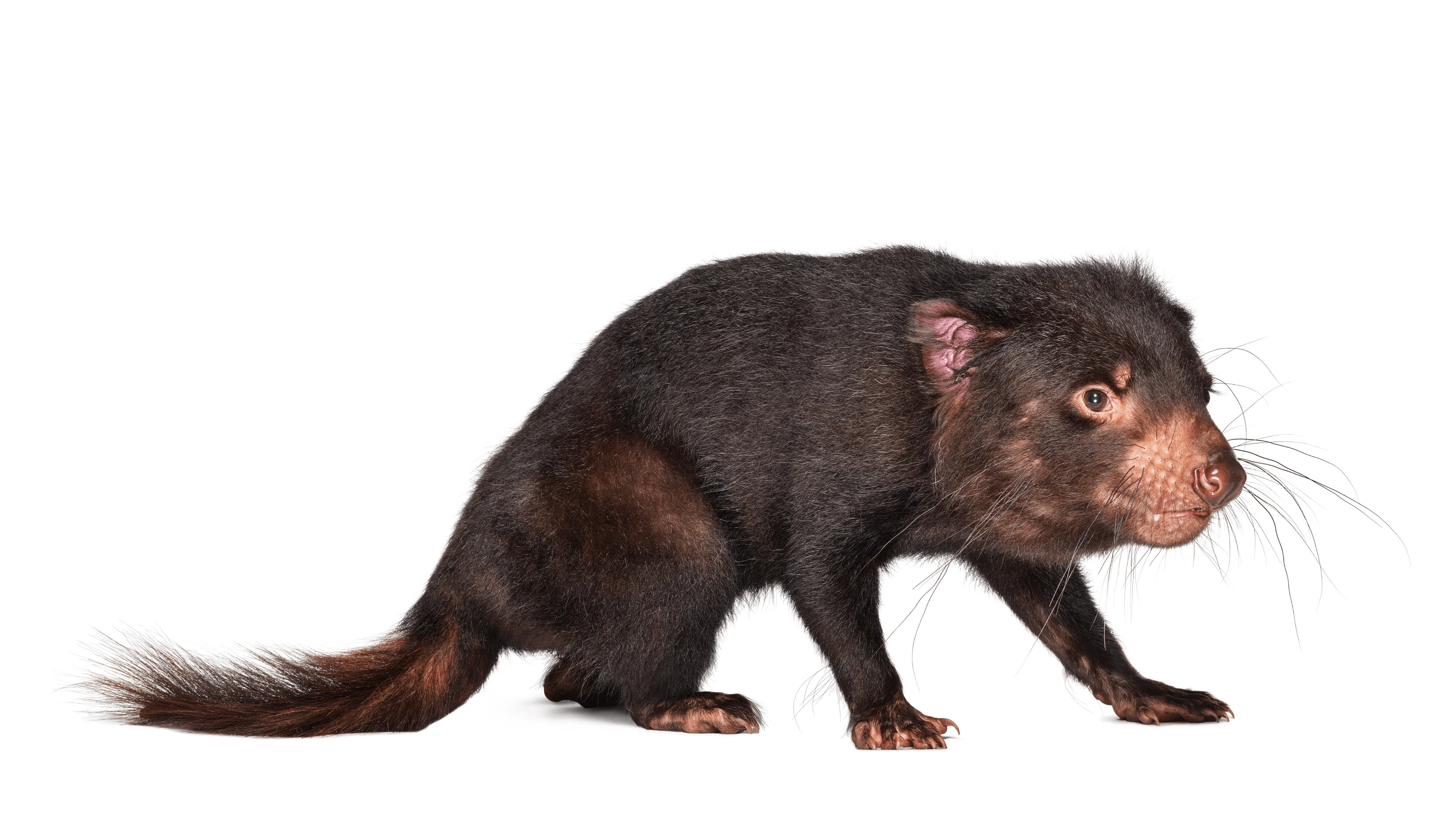 Andrew Zuckerman - Creature - 19