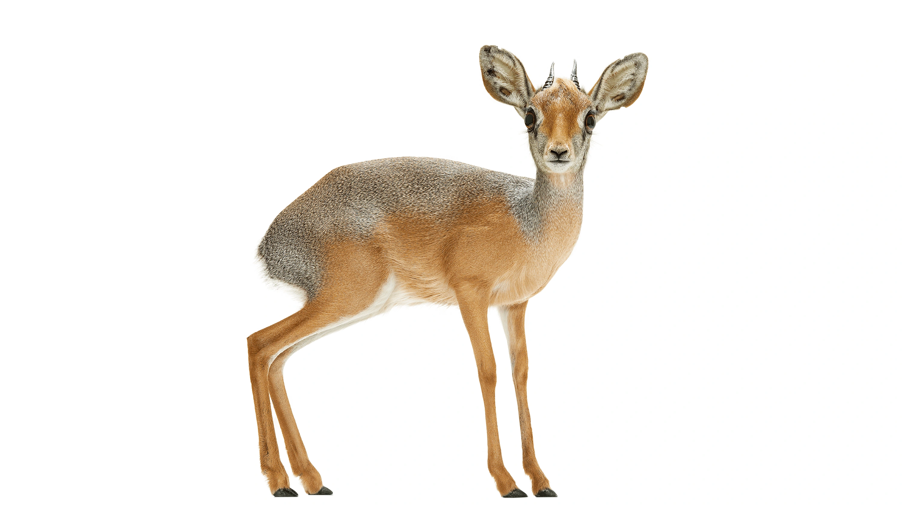 Andrew Zuckerman - Creature - 30