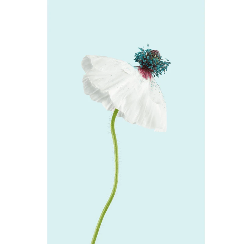 Flora