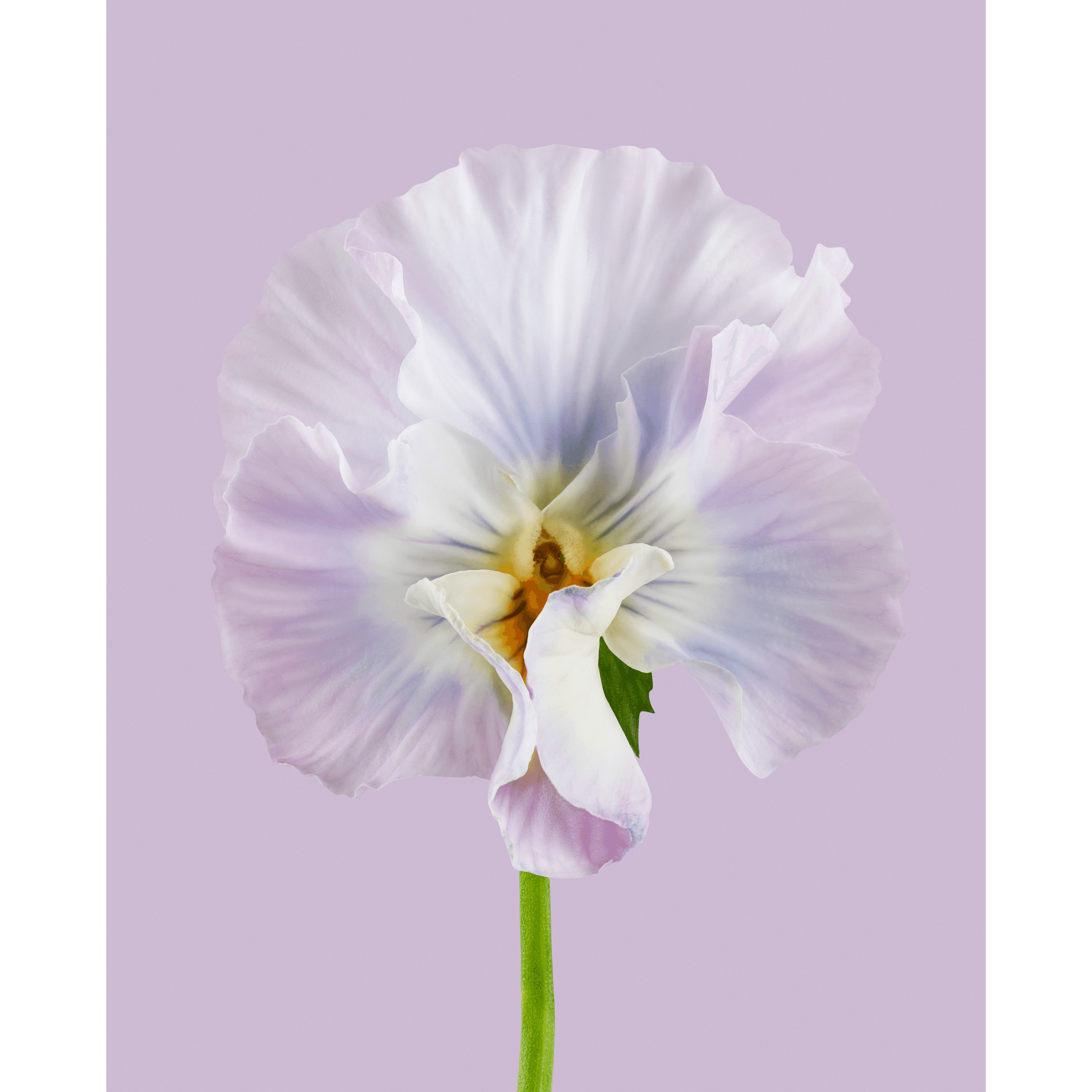 Andrew Zuckerman - Flora - 10