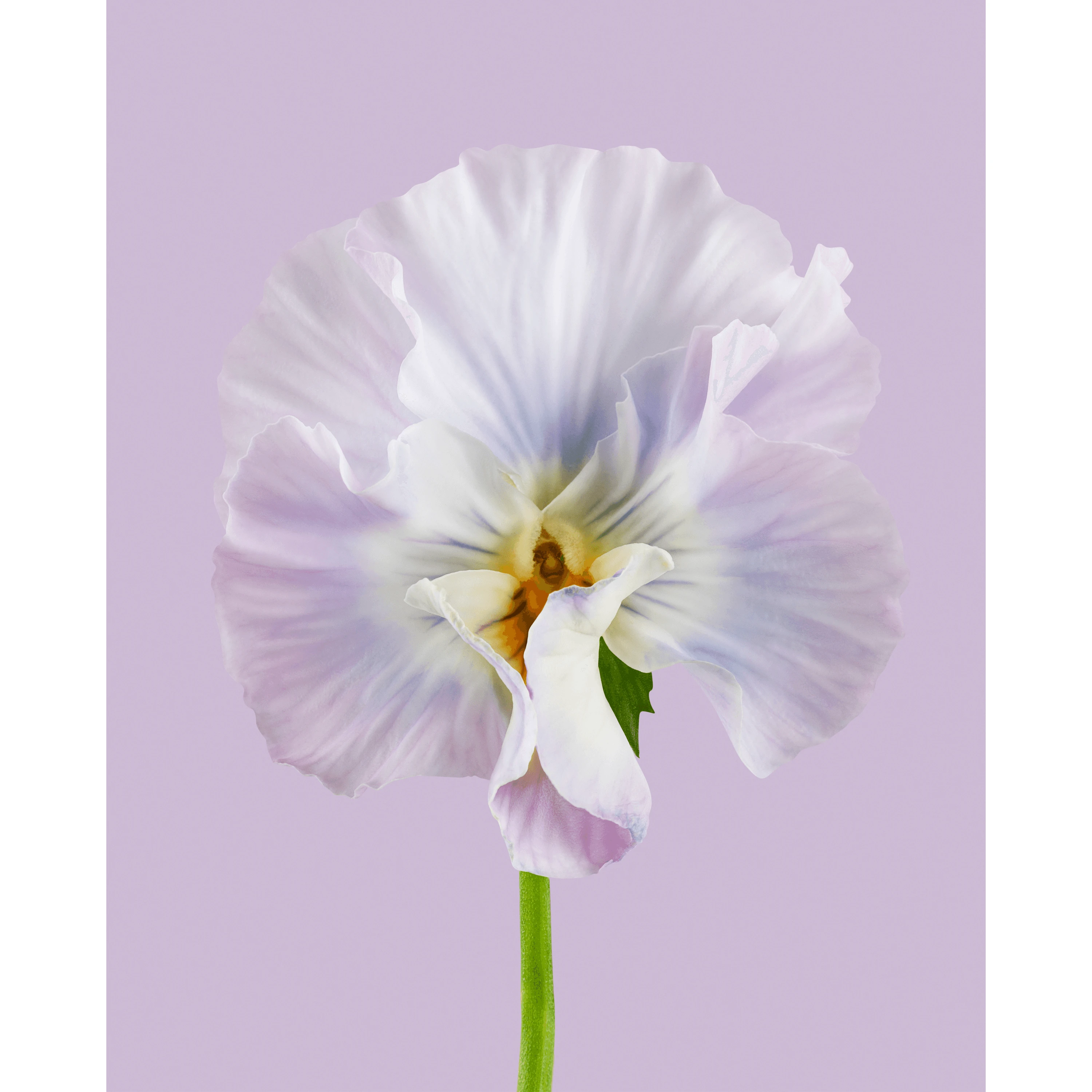 Andrew Zuckerman - Flora - 10