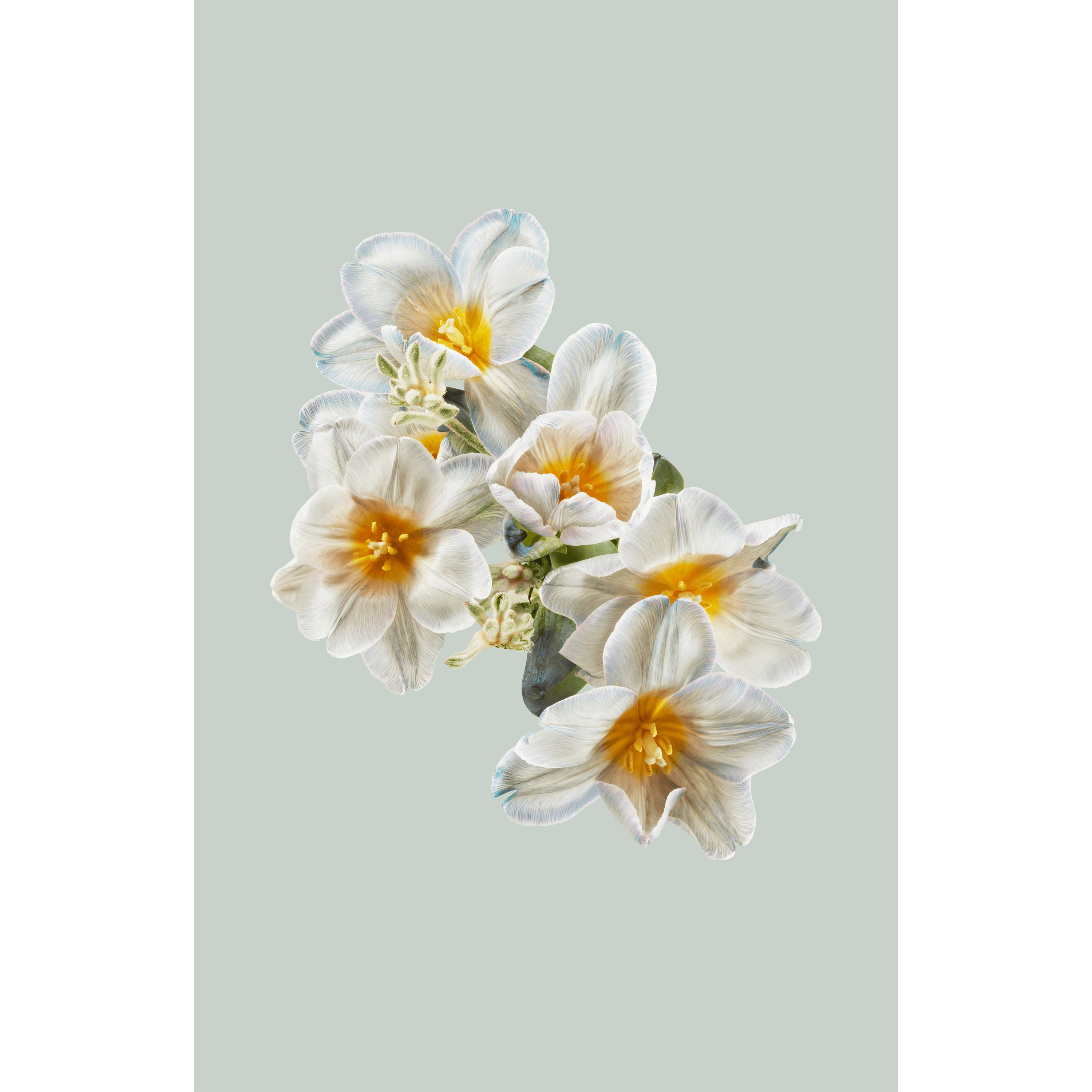 Andrew Zuckerman - Flora - 6