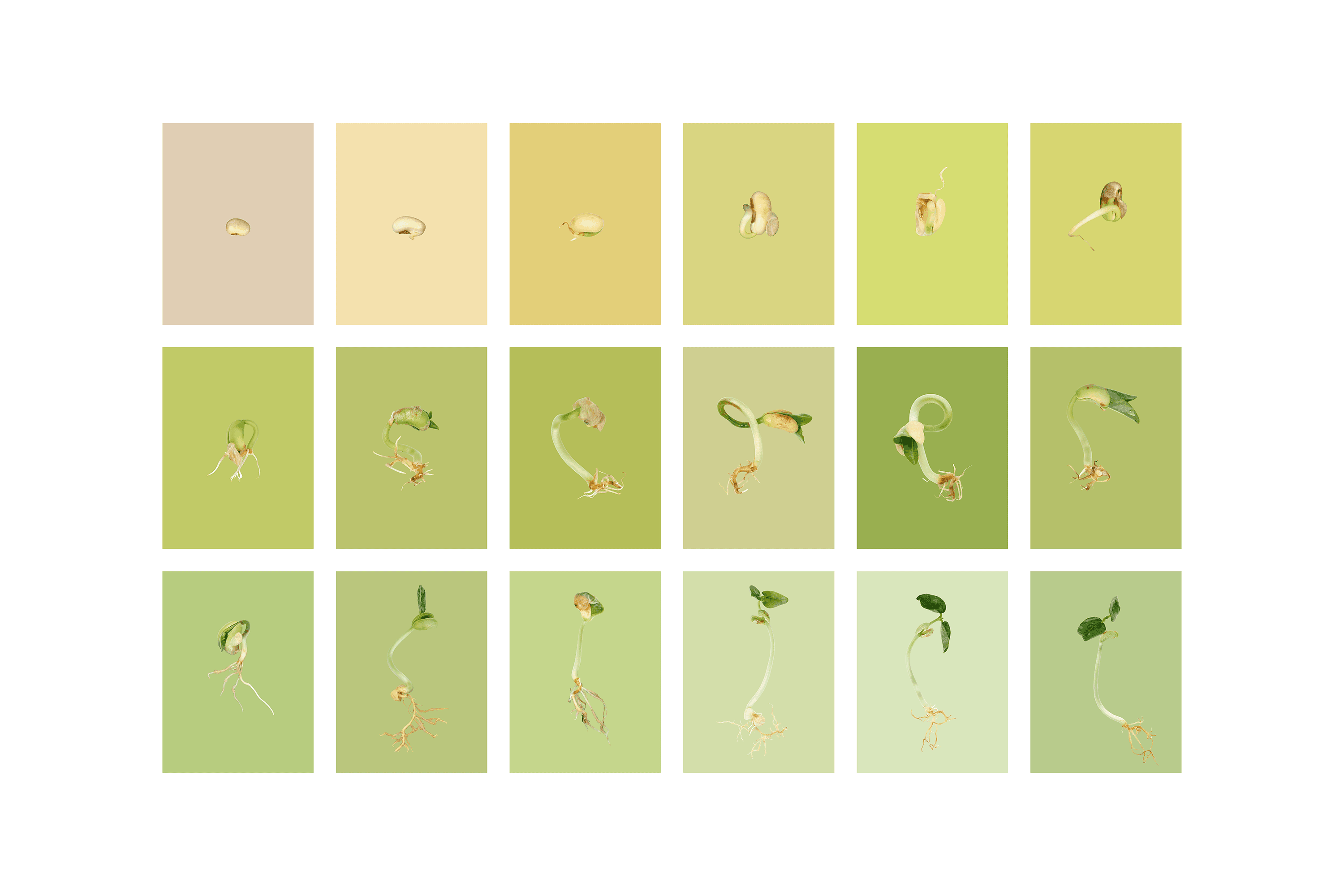 Andrew Zuckerman - Seed - 12