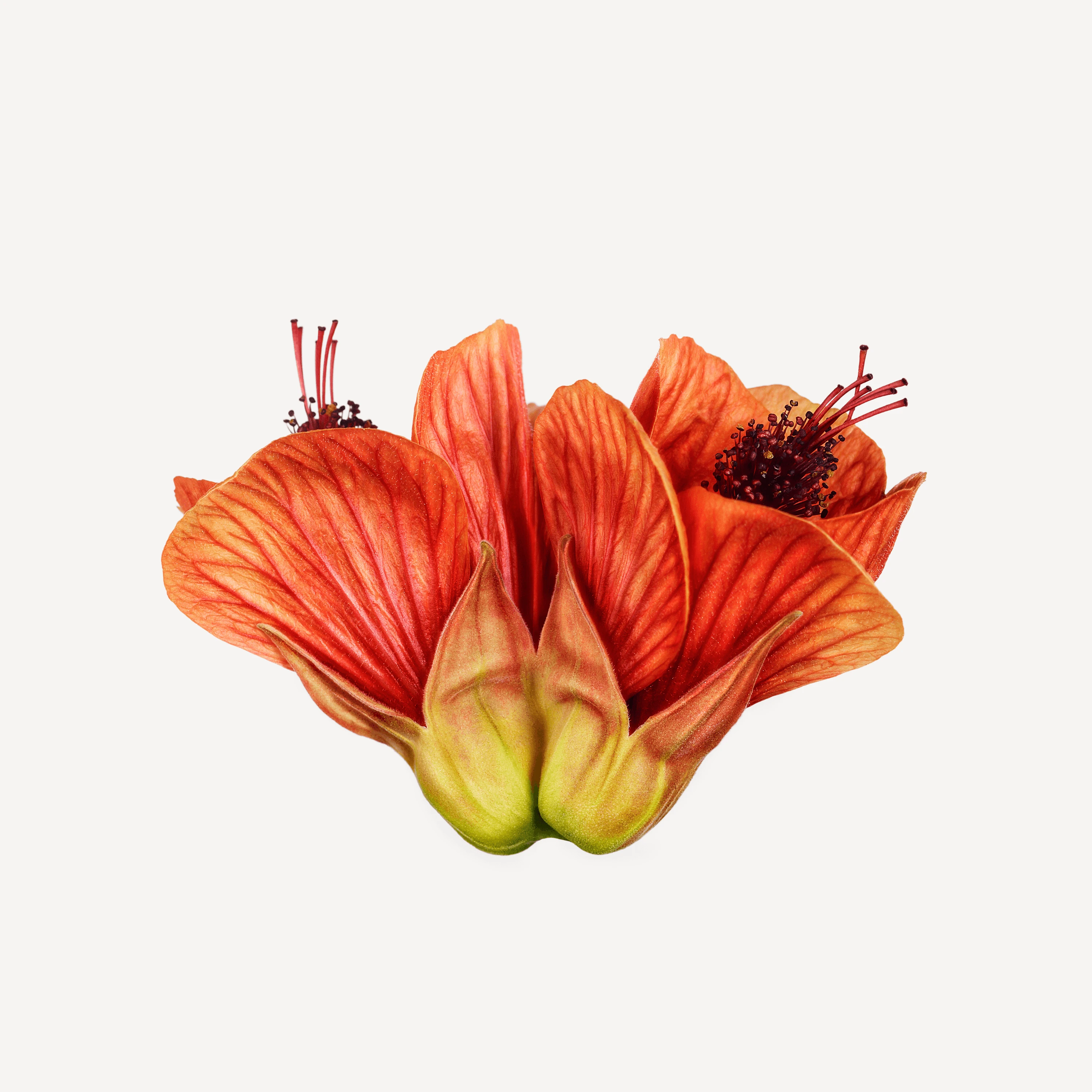 Andrew Zuckerman - Flower - 4