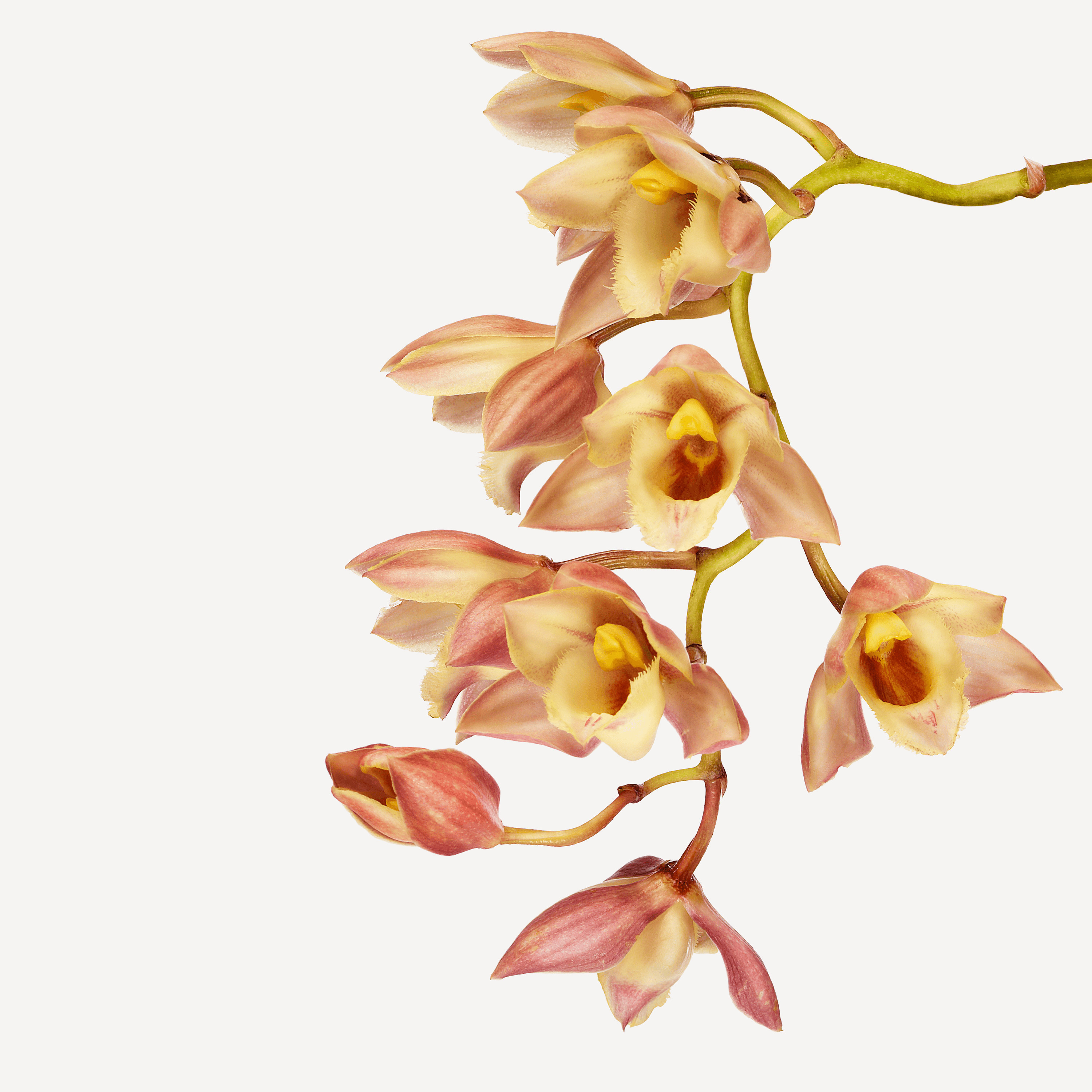 Andrew Zuckerman - Flower - 3