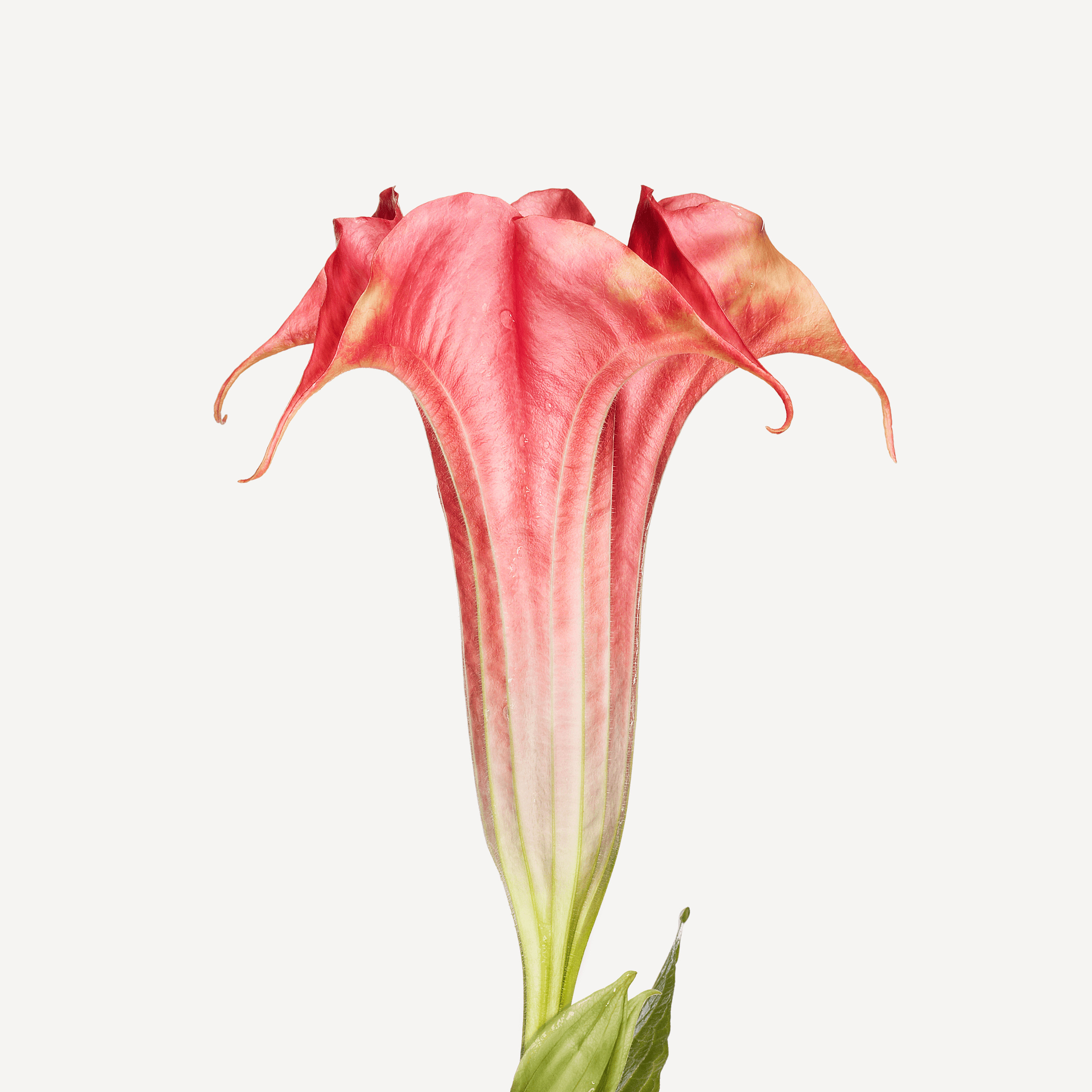Andrew Zuckerman - Flower - 5