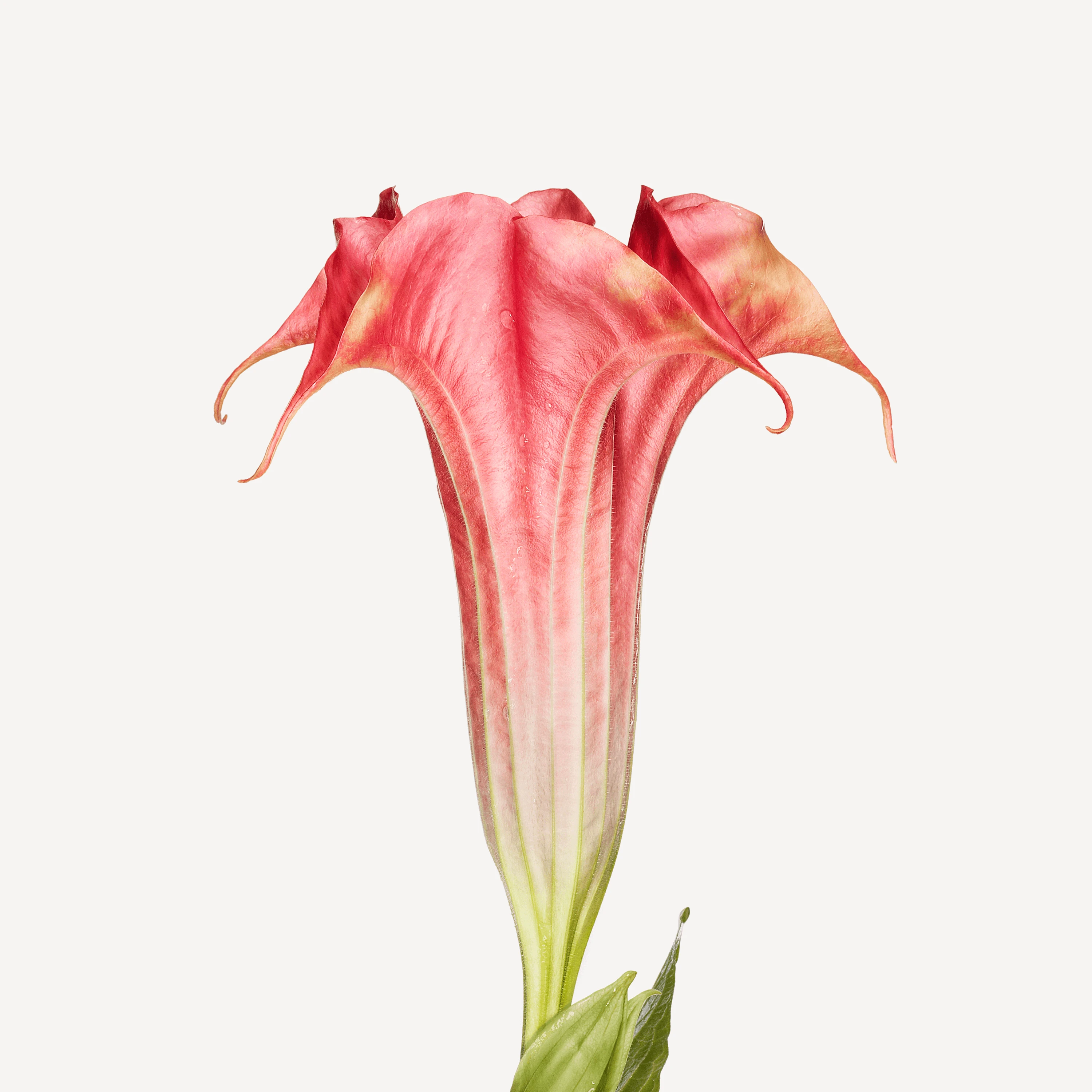 flower-andrew-zuckerman