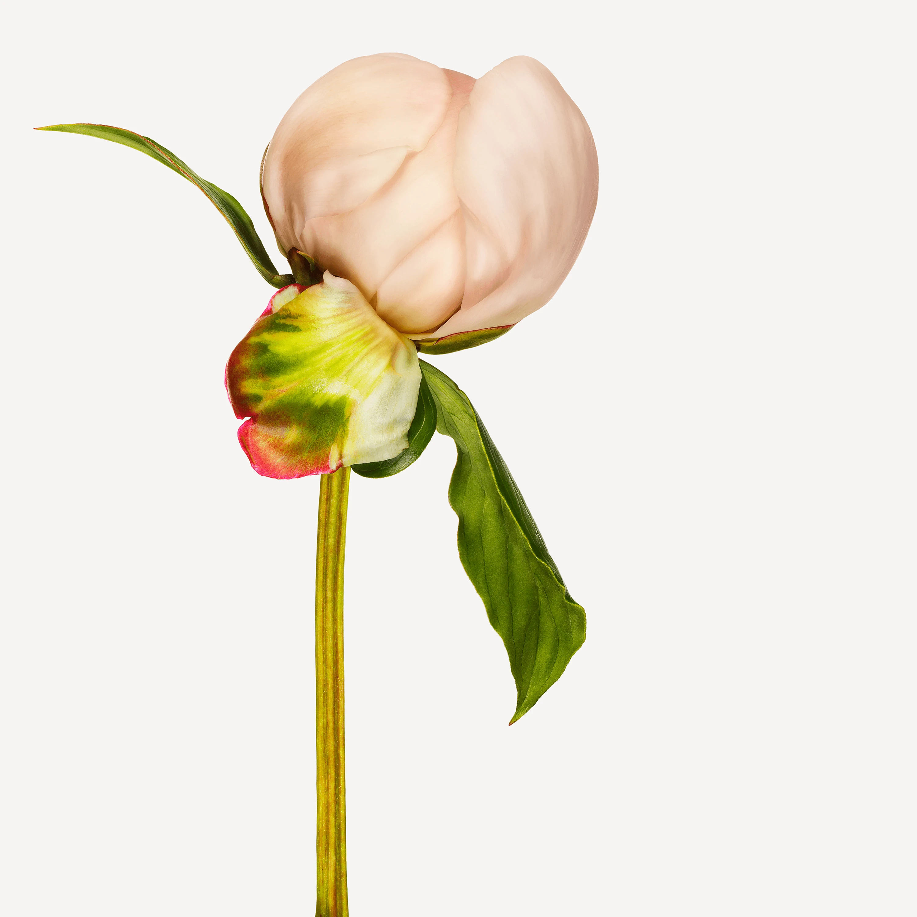 Andrew Zuckerman - Flower - 12