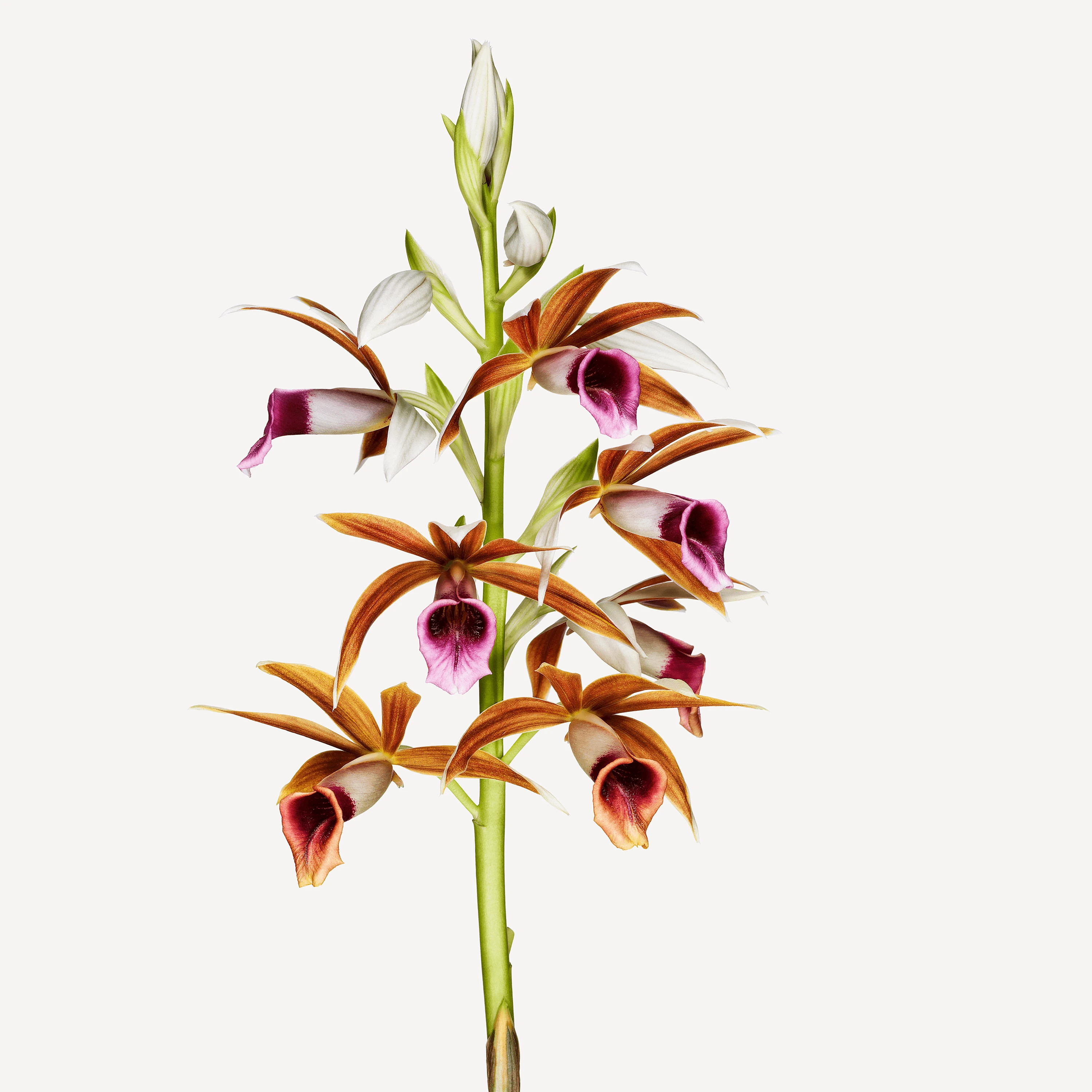 Flower Andrew Zuckerman flower-andrew-zuckerman