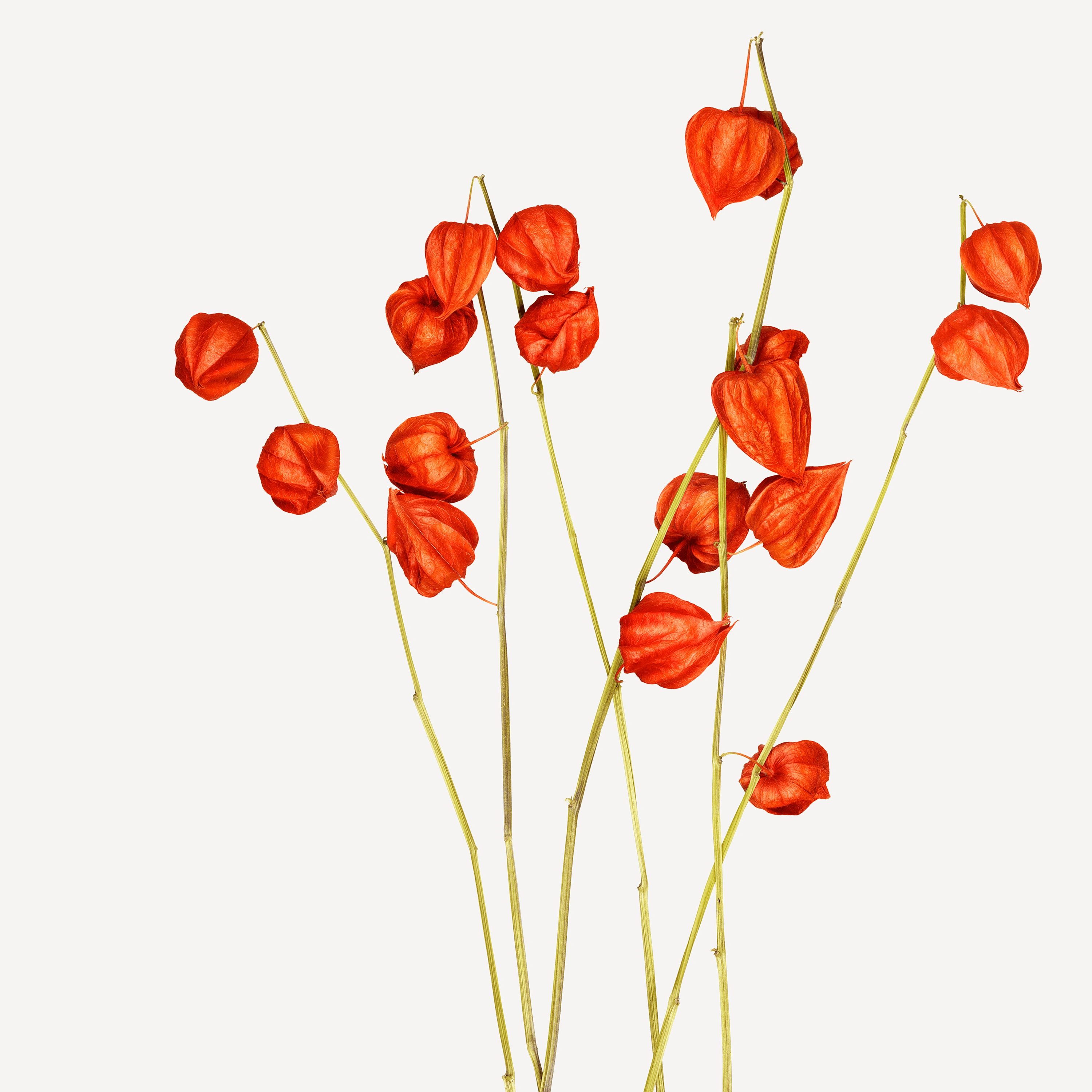 Andrew Zuckerman - Flower - 10