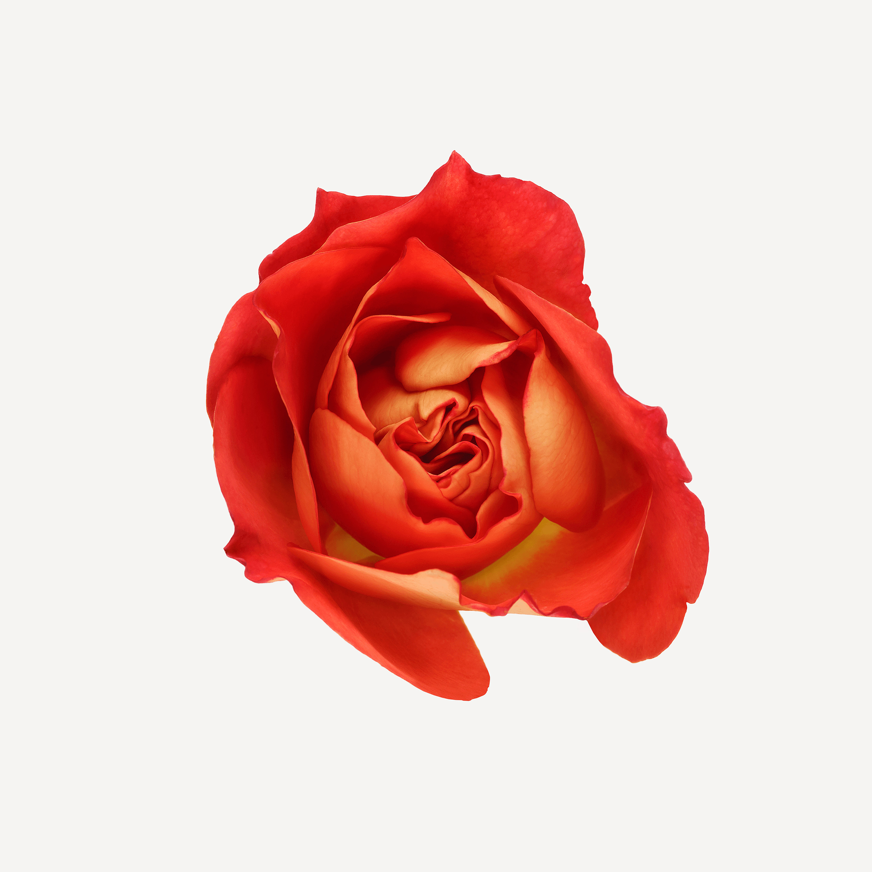Andrew Zuckerman - Flower - 9